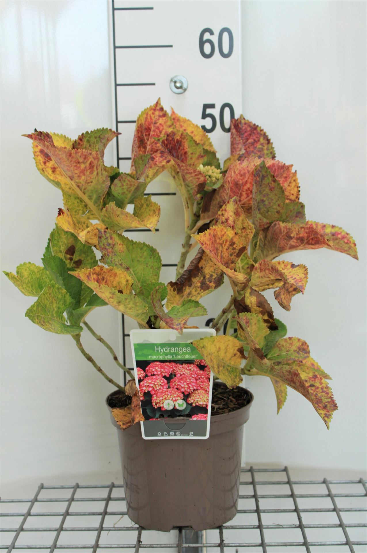 Hydrangea macrophylla'Leuchtfeuer'- pot - 25-30 cm - Boerenhortensia afbeelding
