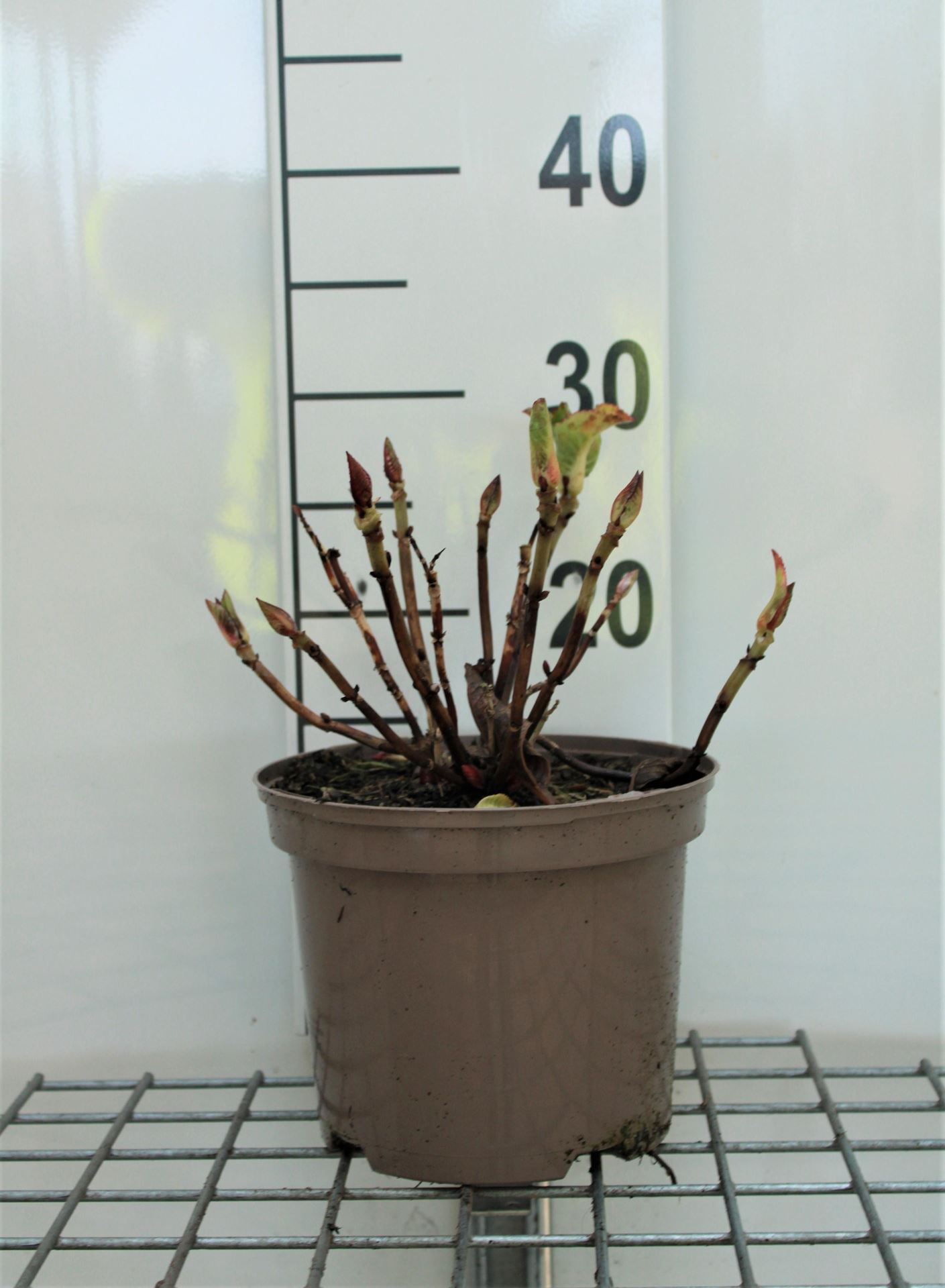 Hydrangea macrophylla'Sibilla'- pot - 25-30 cm afbeelding