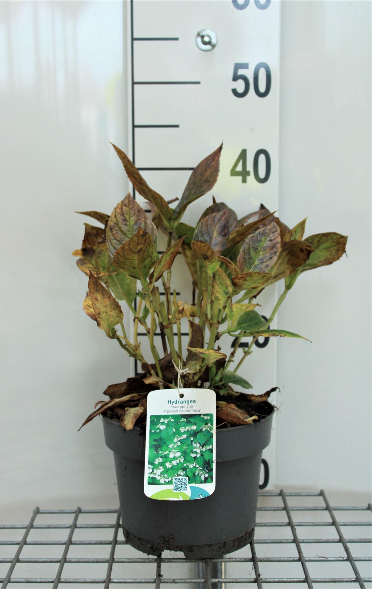 Hydrangea macrophylla'Mariesii Grandiflora'- pot - 25-30 cm afbeelding