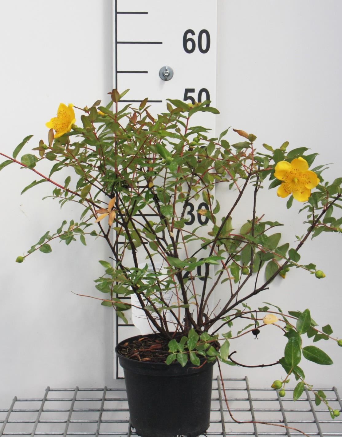Hypericum x moserianum - pot - 30-40 cm afbeelding
