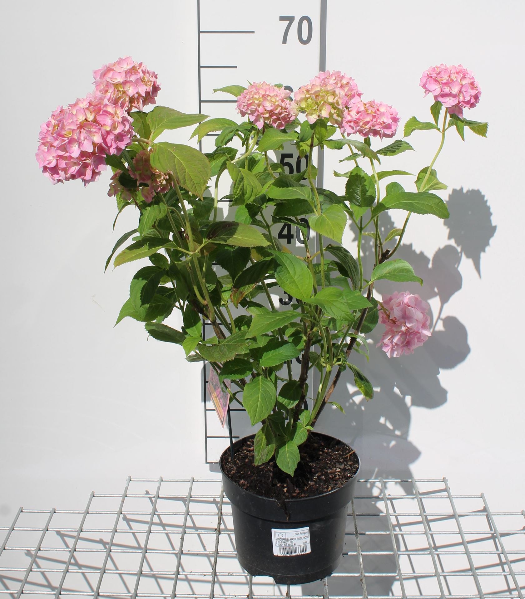 Hydrangea macrophylla - roze - pot - 25-30 cm - Rode stekelbes afbeelding