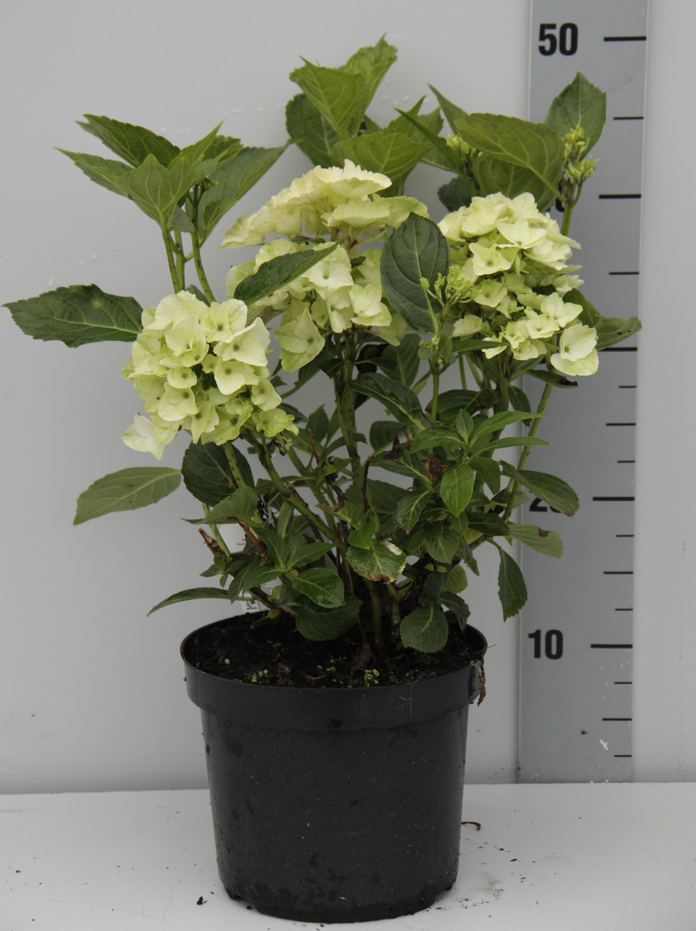 Hydrangea macrophylla - wit - pot - 25-30 cm afbeelding