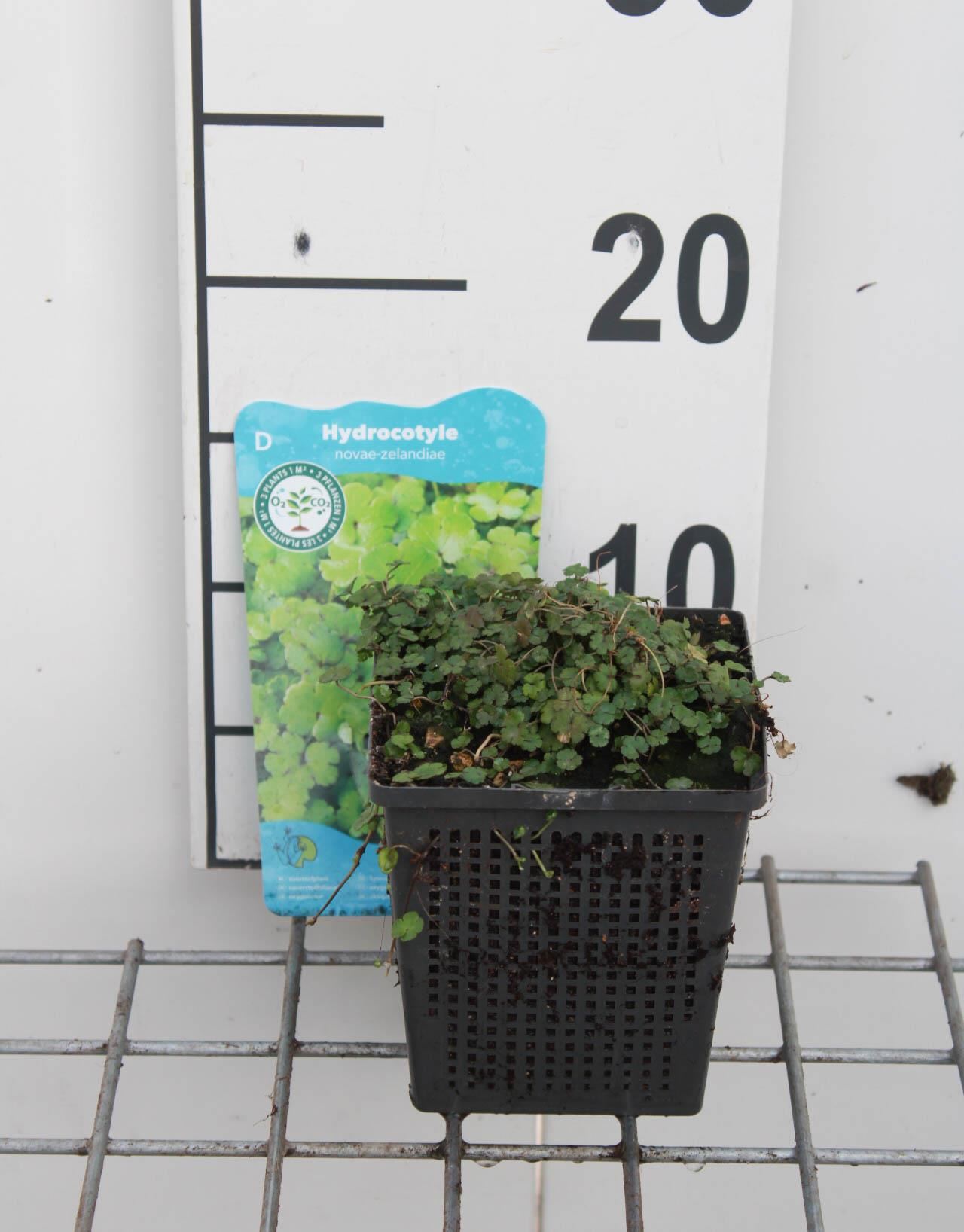 Hydrocotyle novae-zelandiae - pot 11x11 cm afbeelding