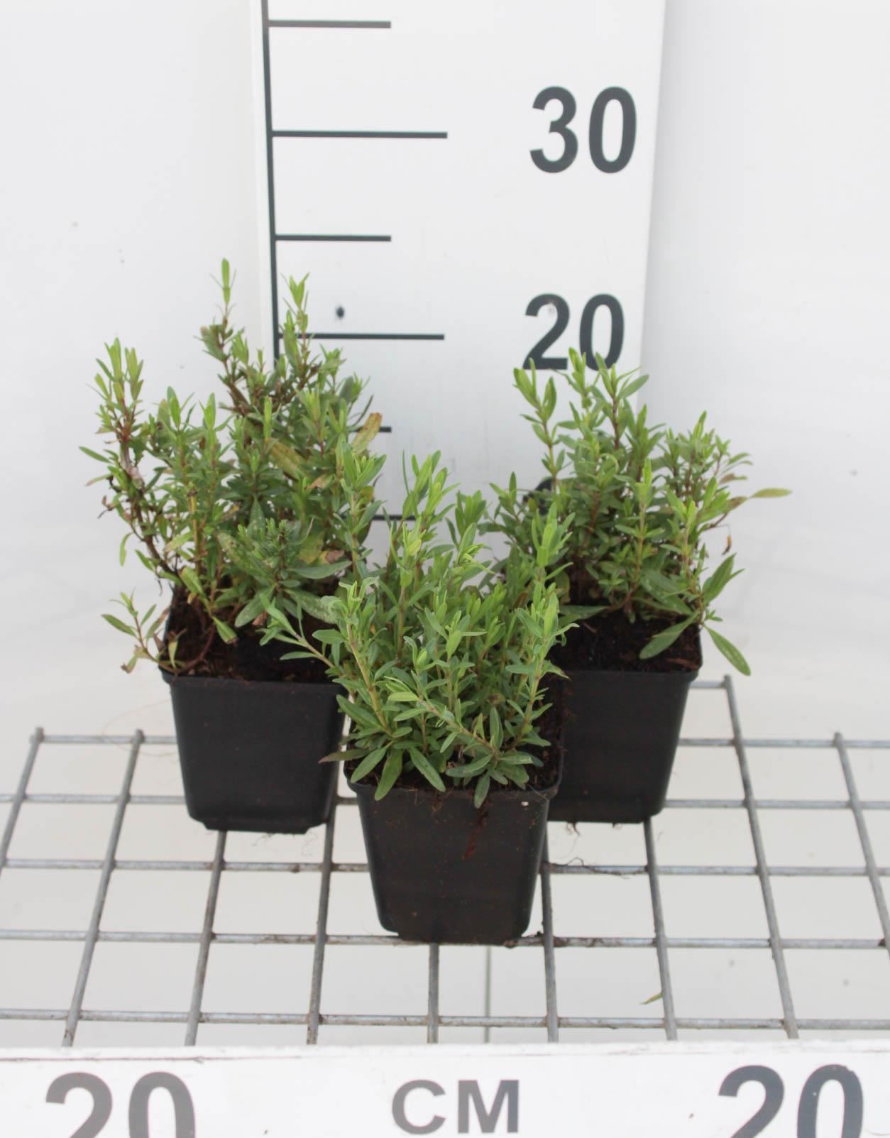 Hyssop - pot 9x9 cm (Hyssopus officinalis) - Hyssop afbeelding