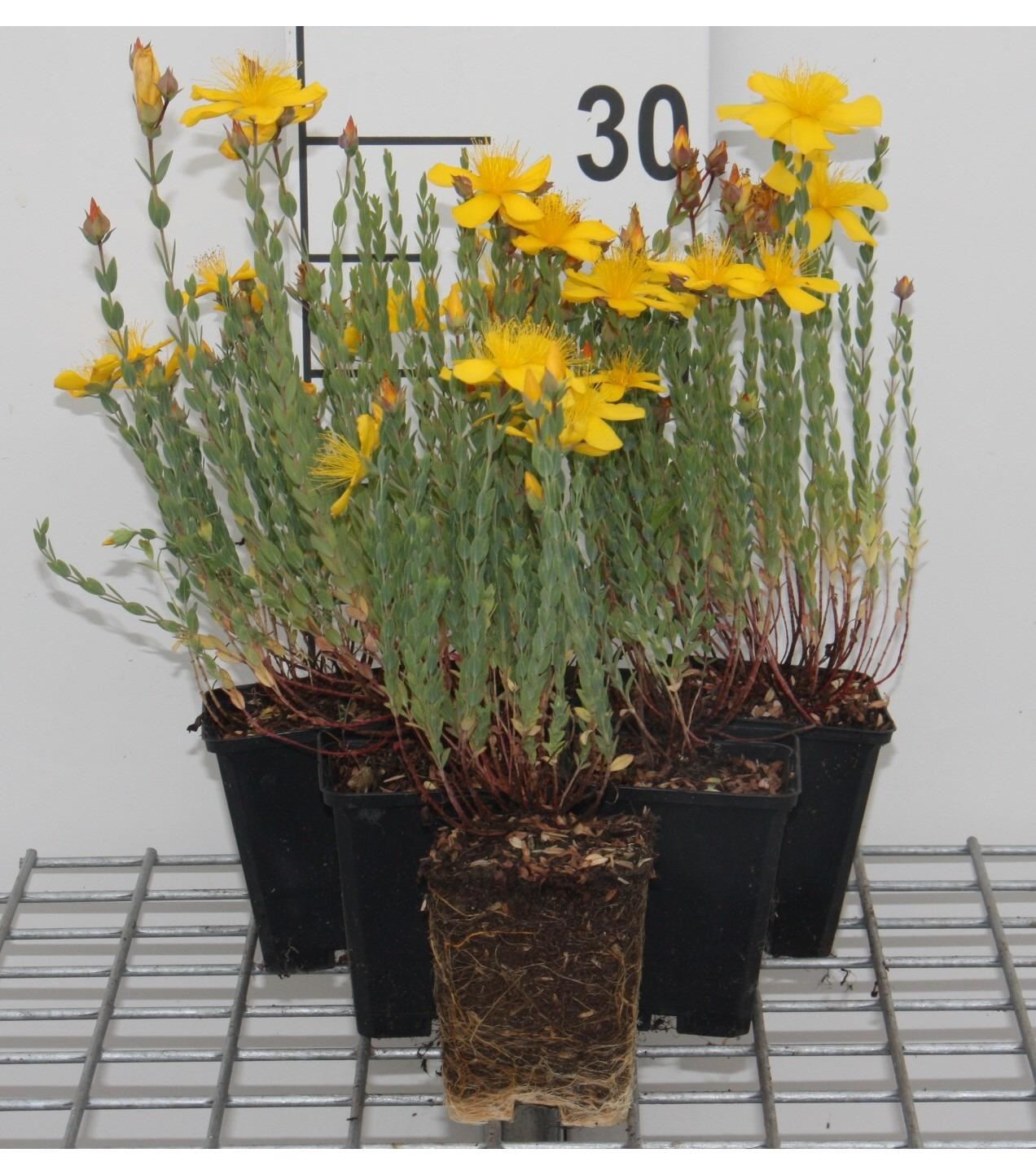 Hypericum olympicum - pot 9x9 cm - Hertshooi, Sint-Janskruid afbeelding
