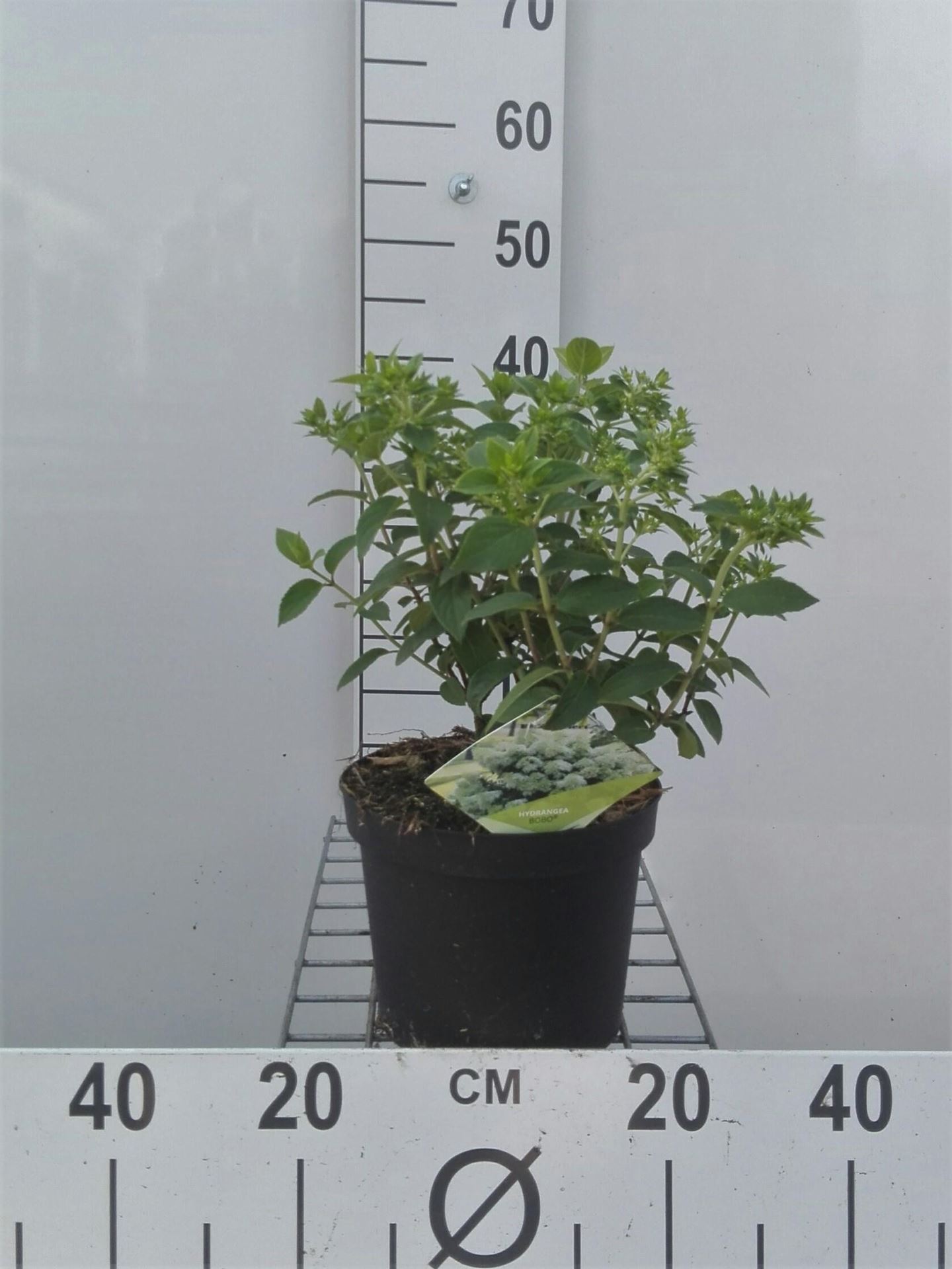 Hydrangea paniculata 'Ilvobo' (Bobo) - pot - 30-40 cm -