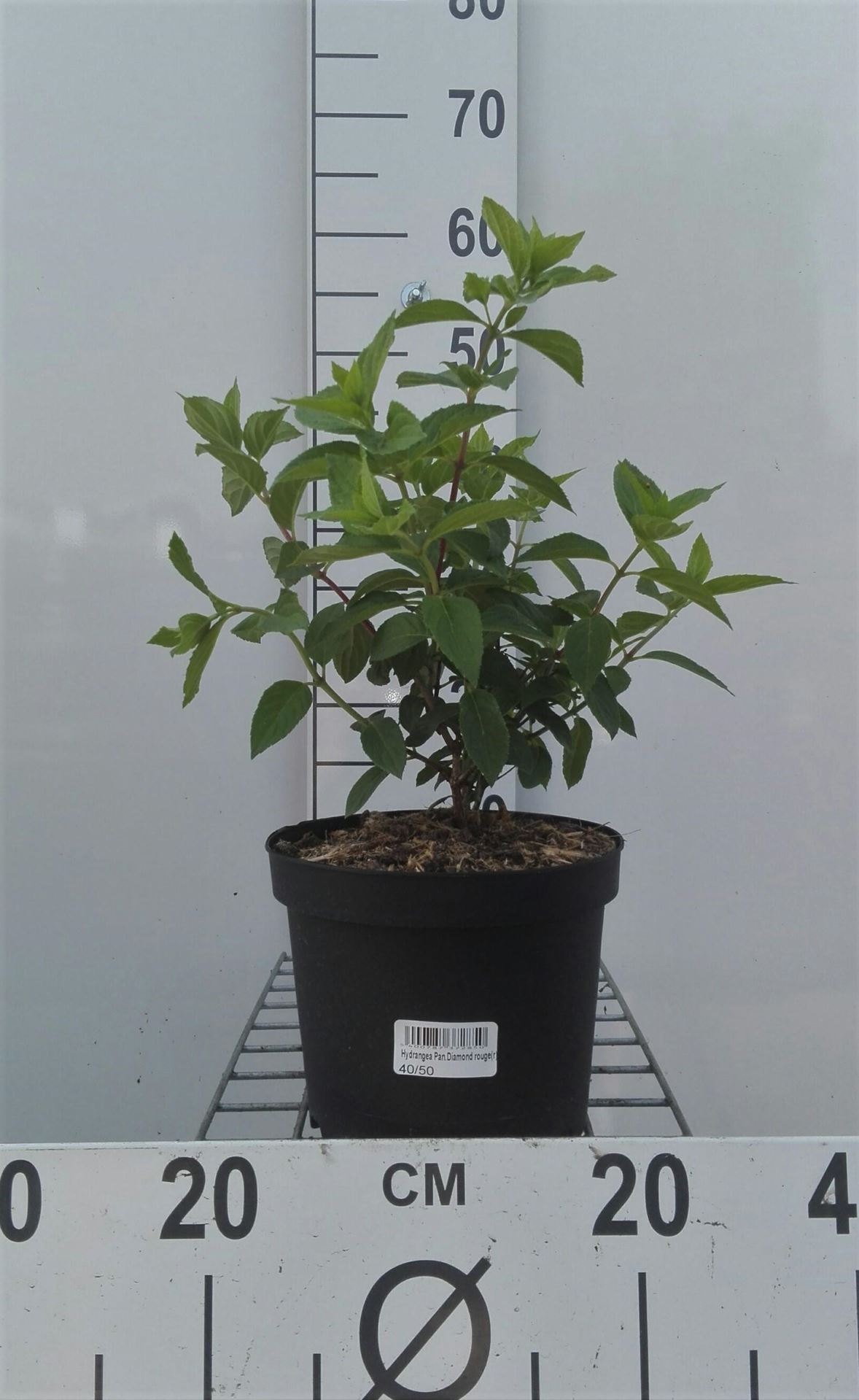 Hydrangea paniculata 'Rendia' (Diamant Rouge) - pot - 40-50 cm