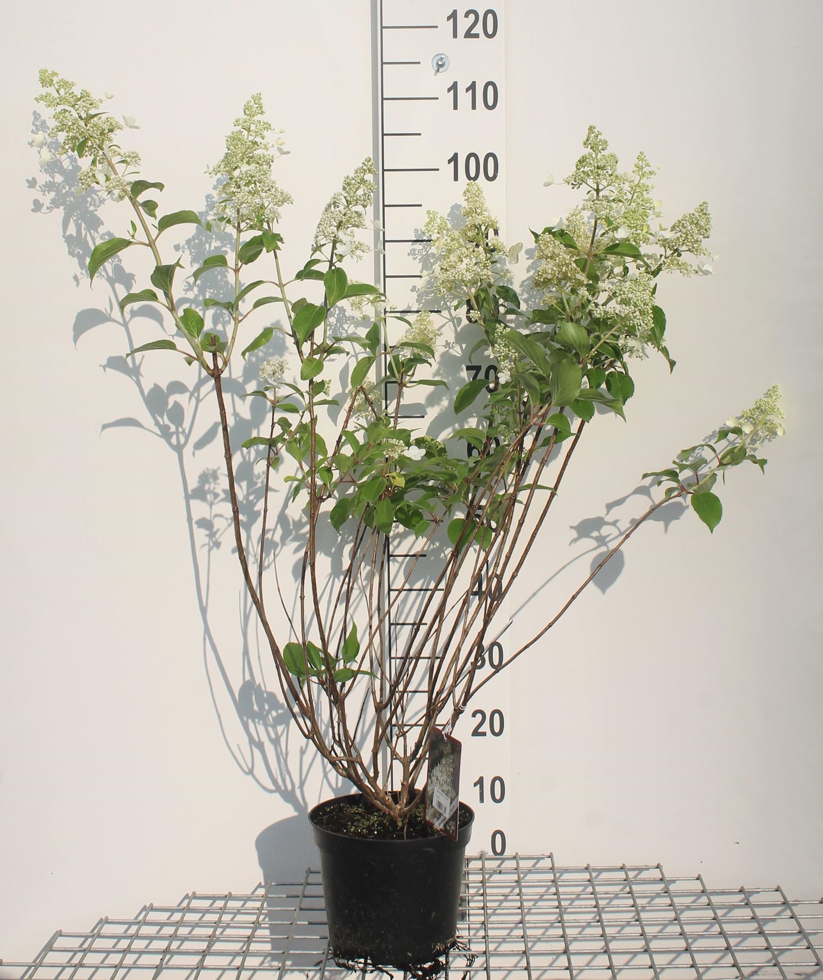 Hydrangea paniculata'Kyushu'- pot - 40-50 cm - Hortensia, Pluimhortensia afbeelding