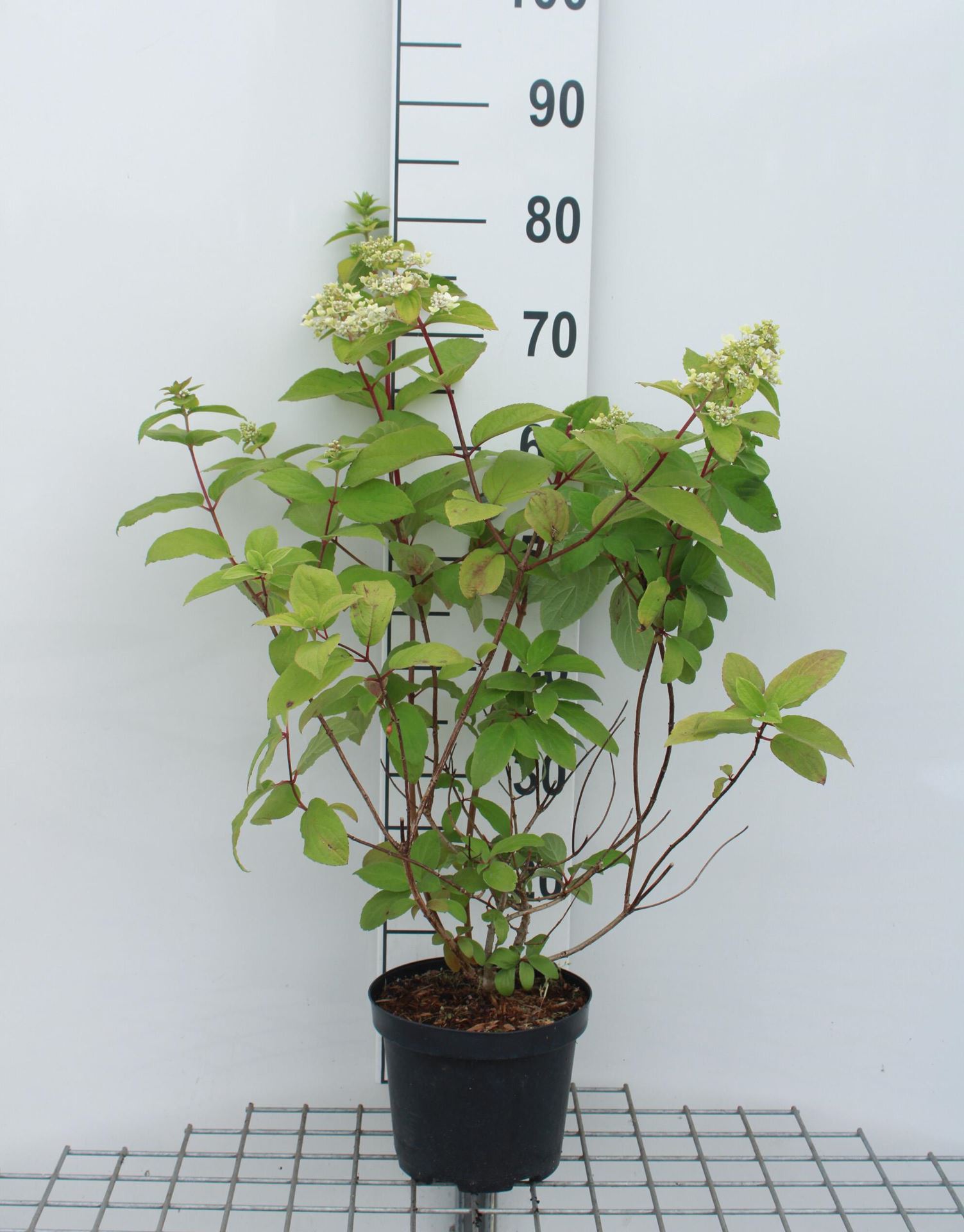 Hydrangea paniculata 'Ilvomindy' (Mega Mindy) - pot - 40-50 cm