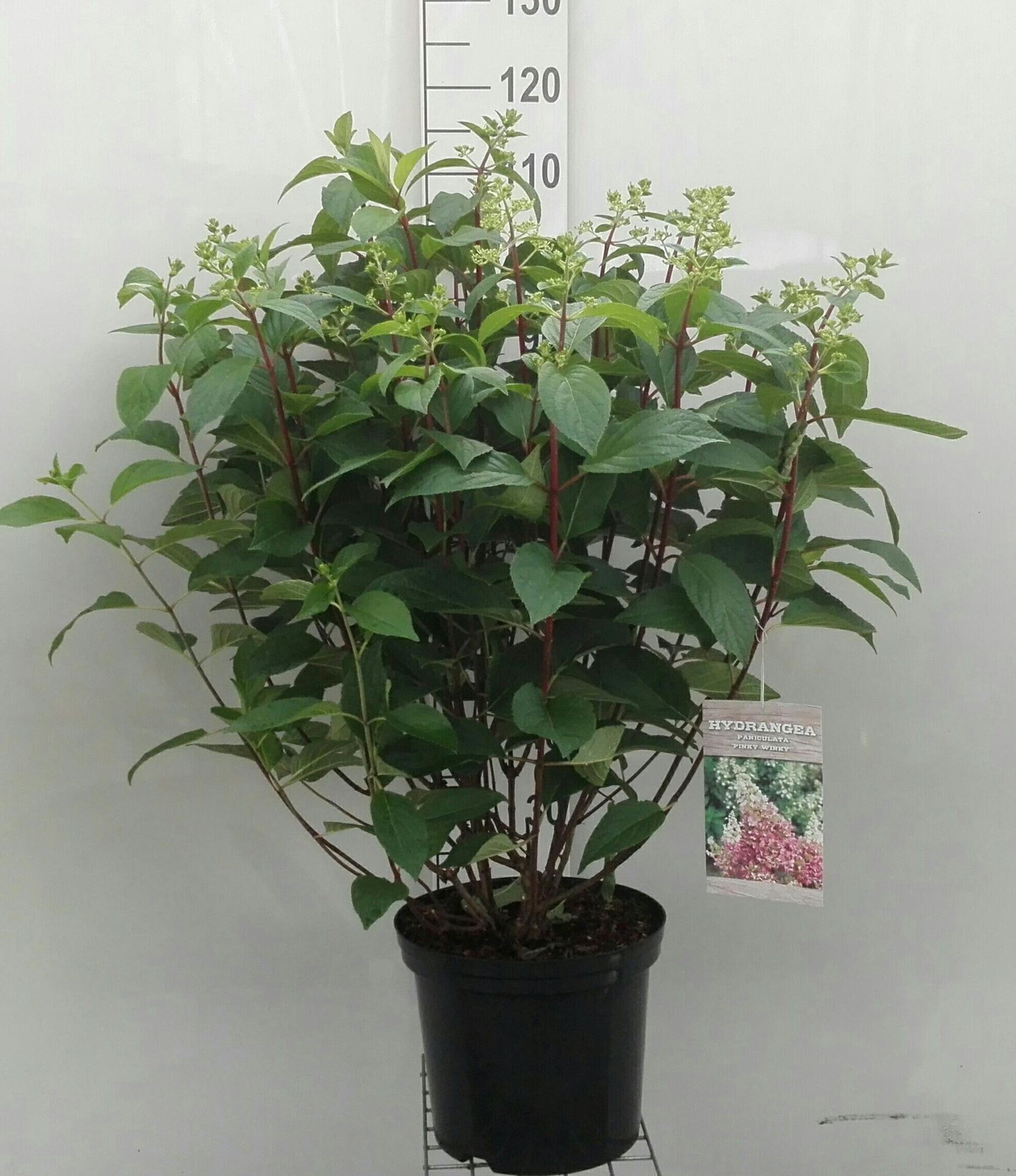 Hydrangea paniculata'DVPPinky'(Pinky Winky) - pot 12L - 80-100 cm afbeelding