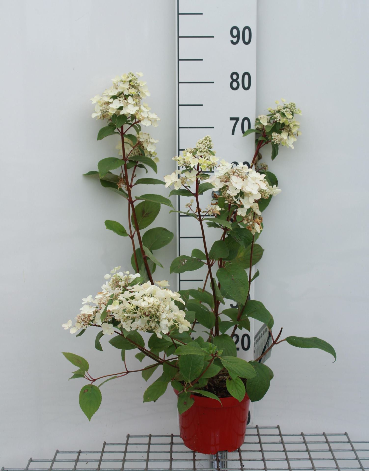 Hydrangea paniculata 'Wim's Red' - pot - 40-50 cm
