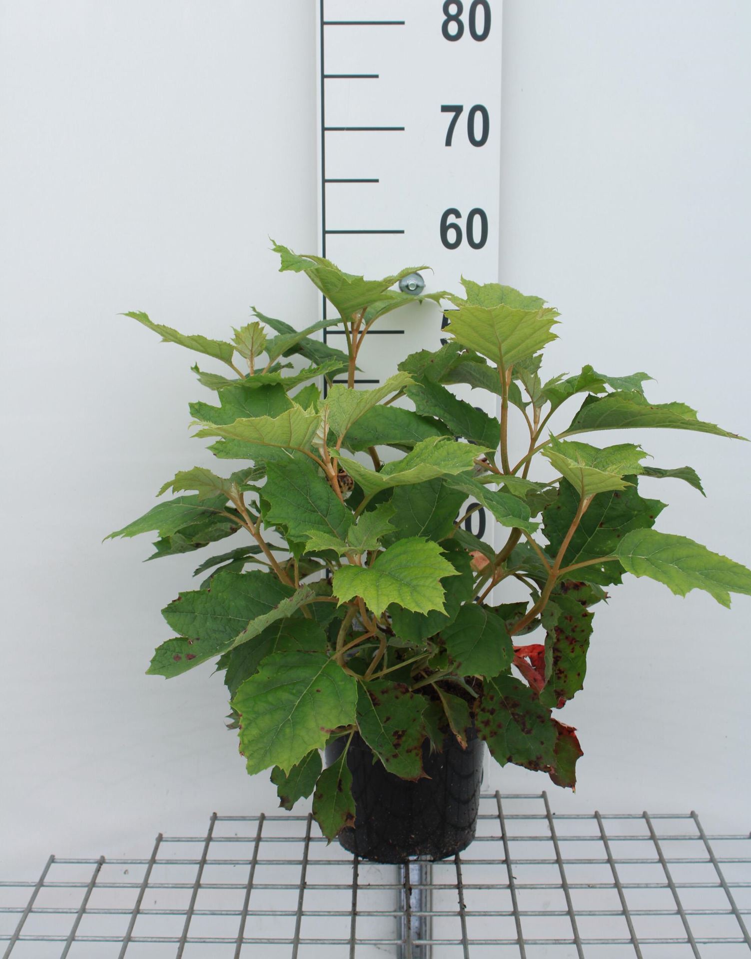 Hydrangea quercifolia'Brido'(Snowflake) - pot - 30-40 cm afbeelding