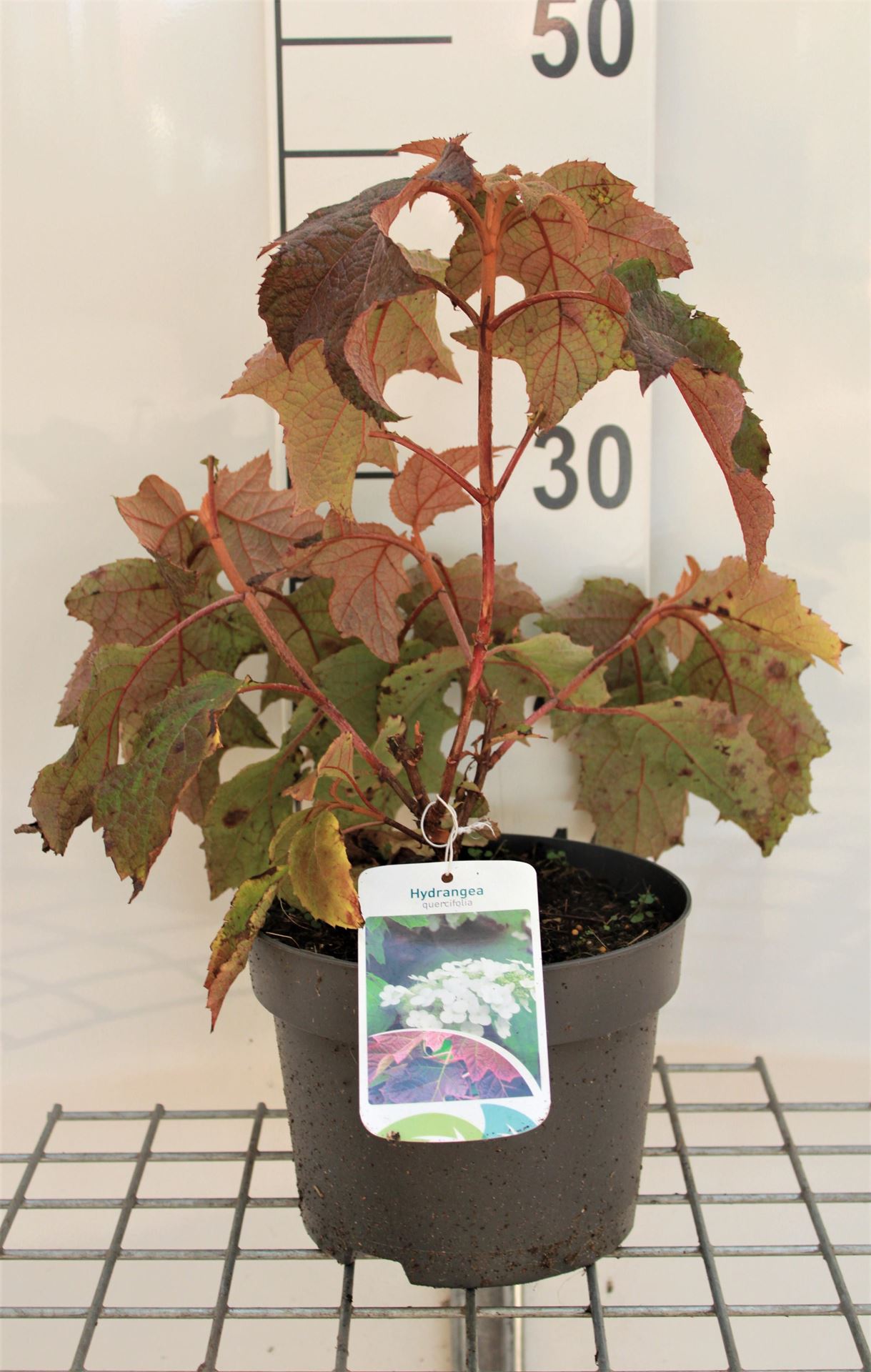Hydrangea quercifolia - pot - 30-40 cm -