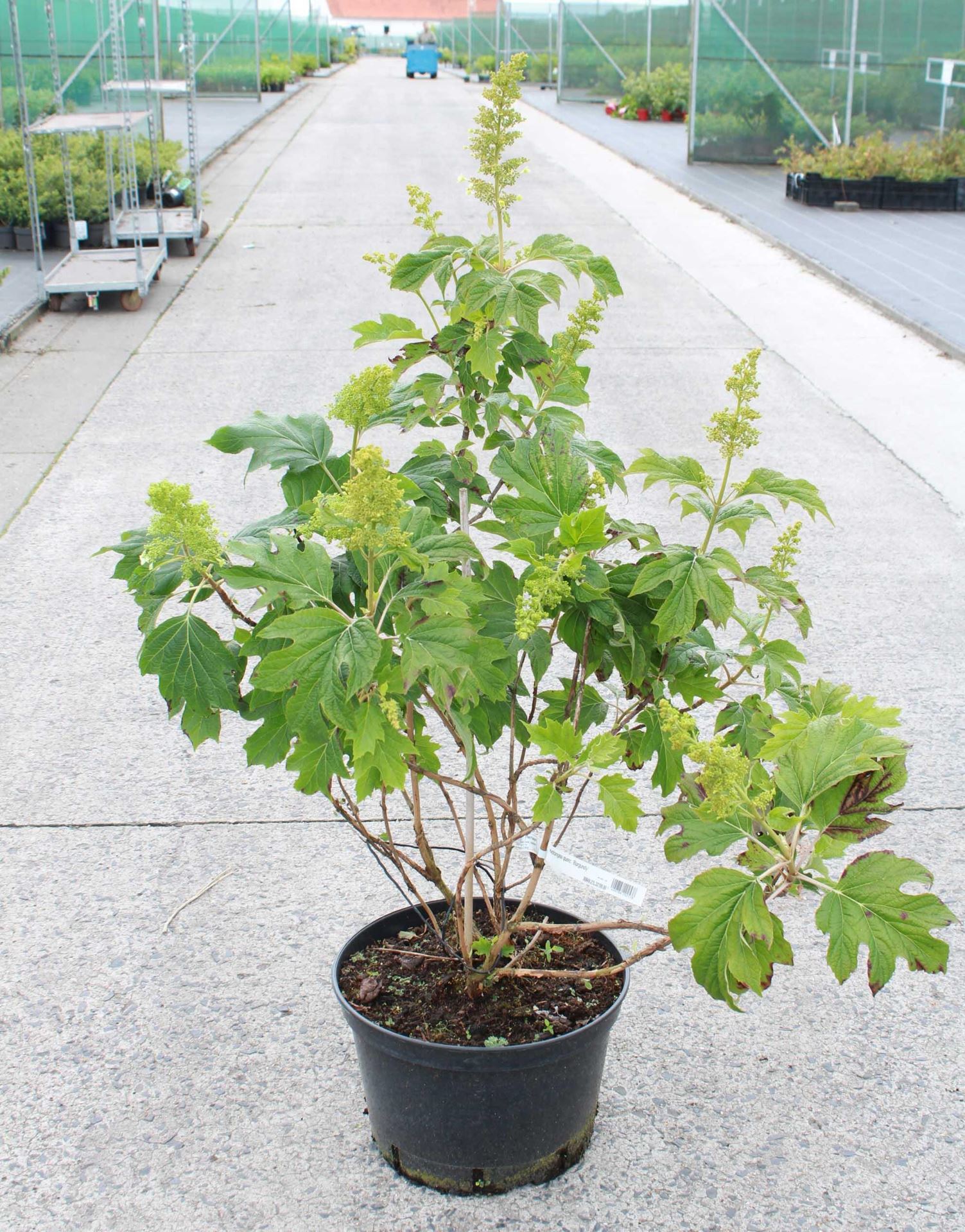 Hydrangea quercifolia - pot 20L - 80-100 cm afbeelding