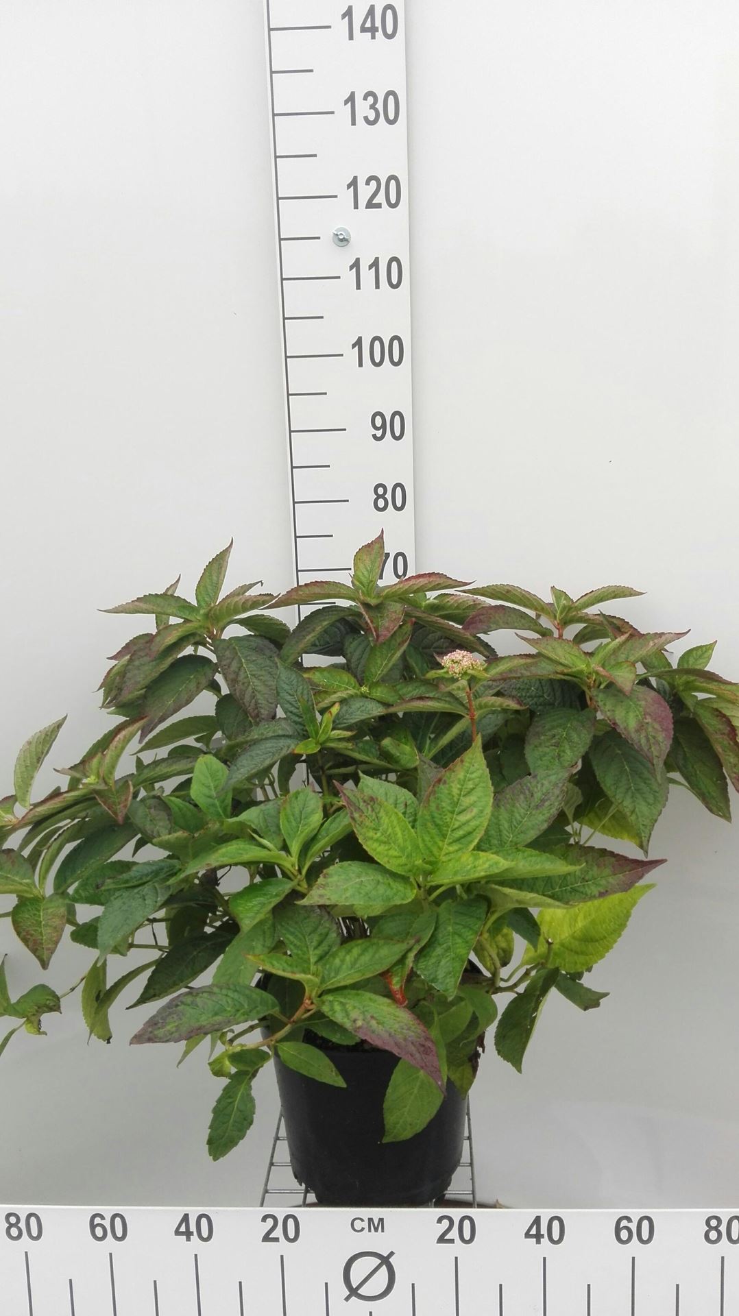 Hydrangea serrata'Bluebird'- pot 10L - 40-60 cm afbeelding