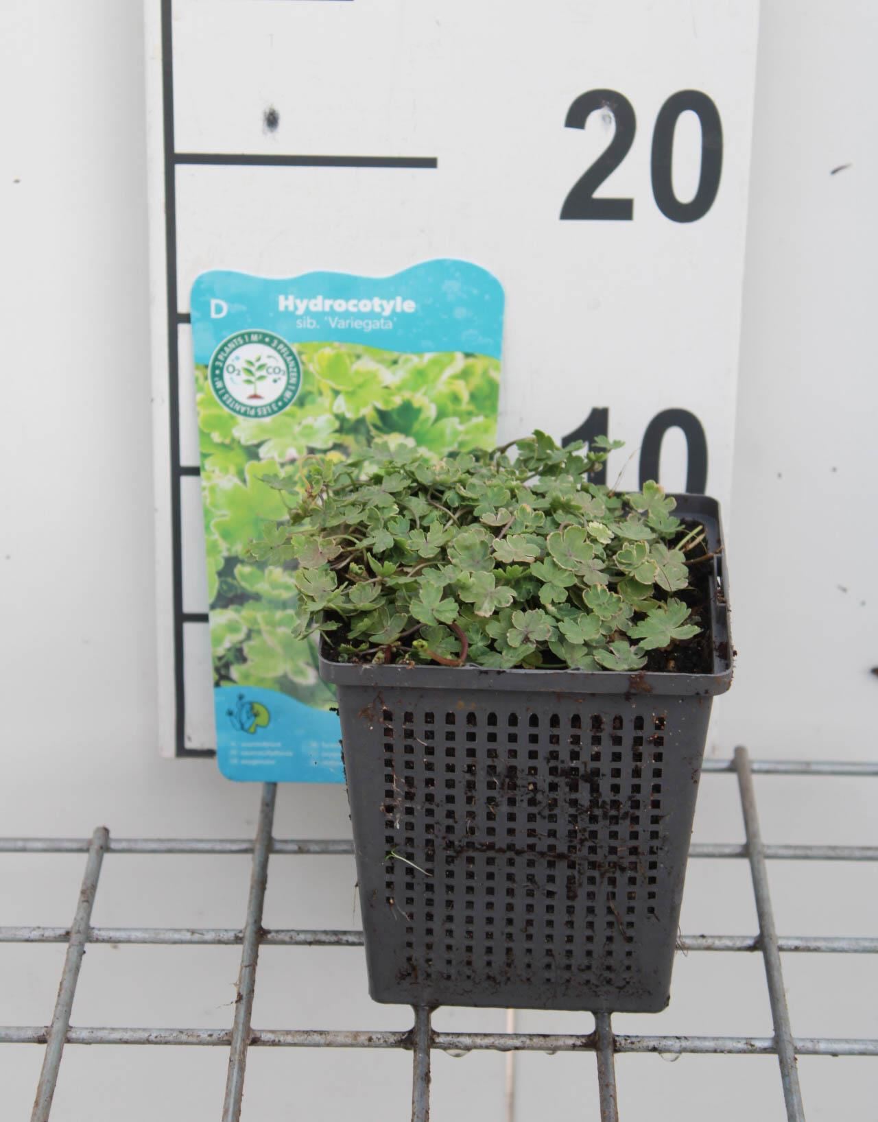 Hydrocotyle novae-zelandia'Variegata'- pot 11x11 cm afbeelding