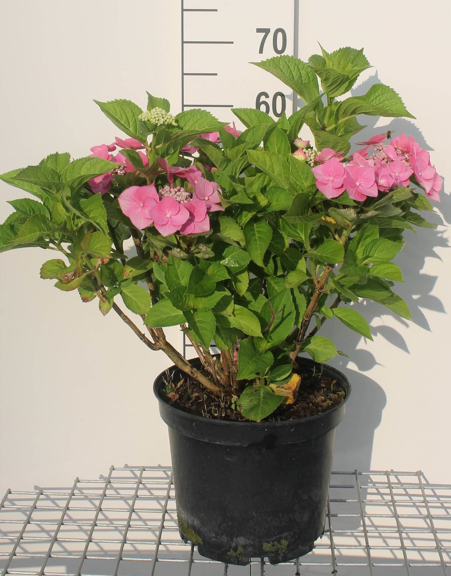 Hydrangea macrophylla'Taube'- pot 10L - 40-60 cm afbeelding