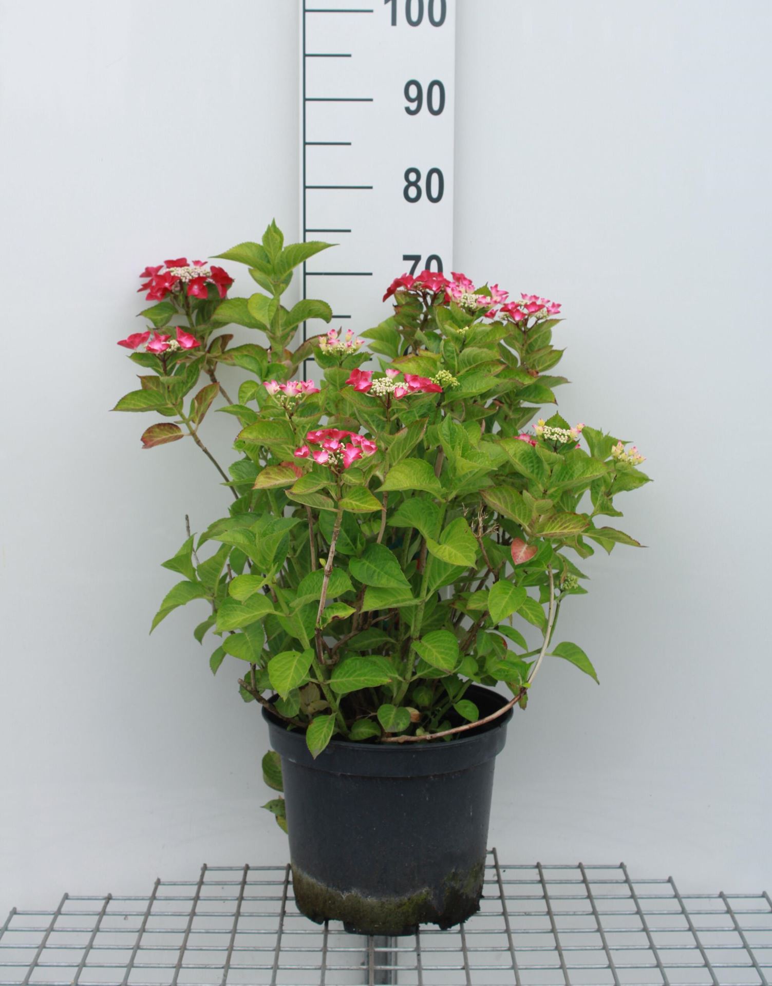 Hydrangea macrophylla'Rotkehlchen'- pot 10L - 40-60 cm afbeelding