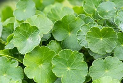 Hydrocotyle vulgaris - pot 9x9 cm afbeelding