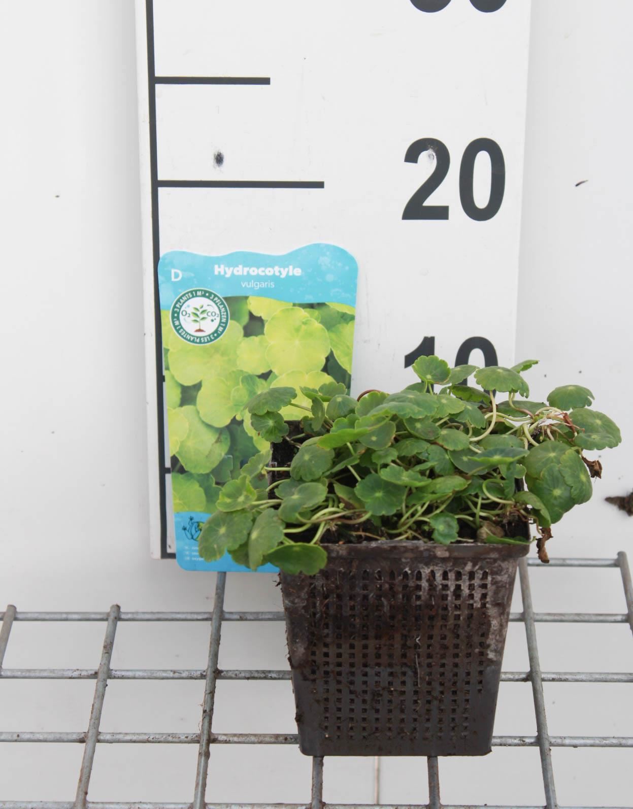 Hydrocotyle vulgaris - pot 11x11 cm afbeelding