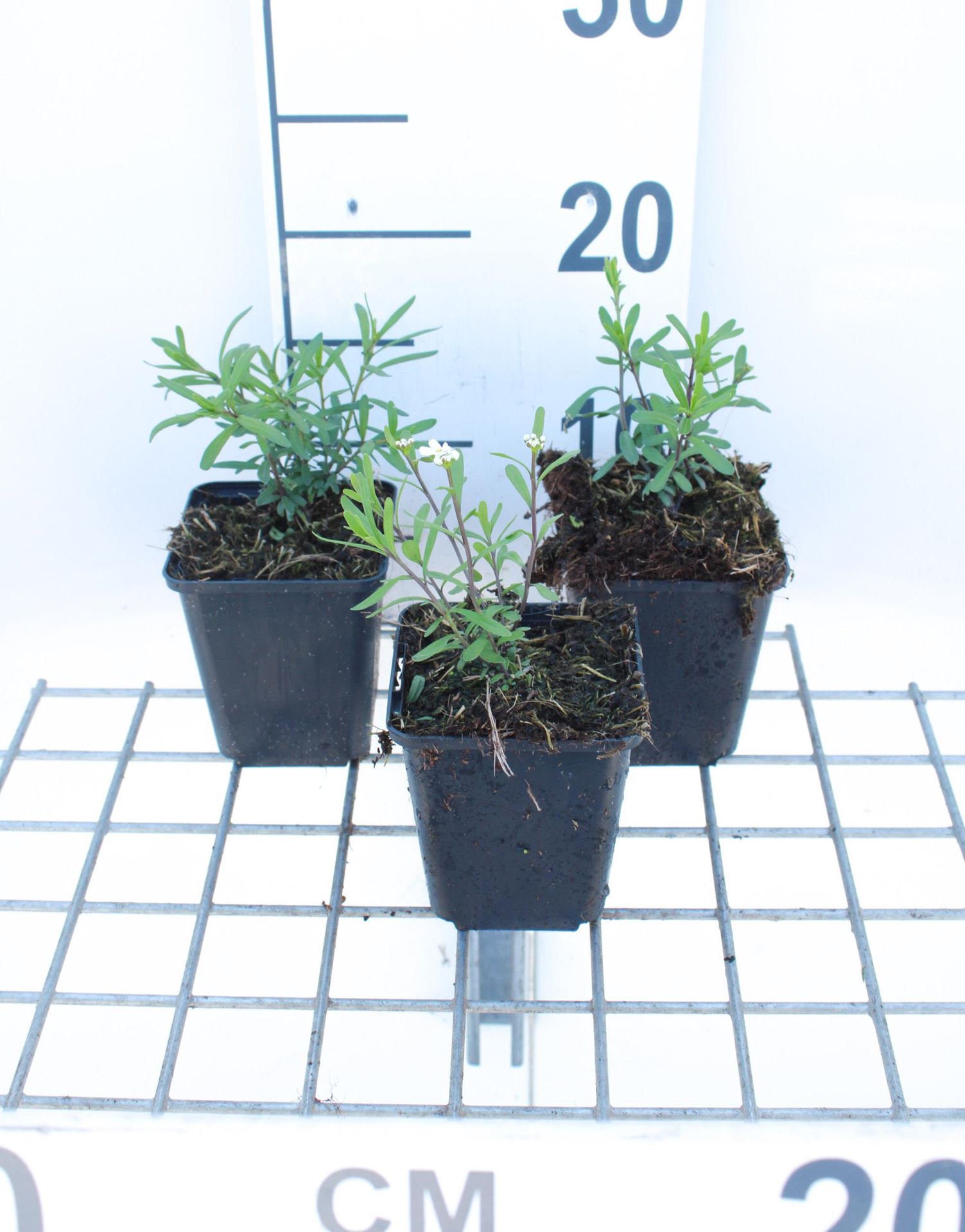 Iberis sempervirens'Schneeflocke'(Snowflake) - pot 9x9 cm - Scheefkelk afbeelding