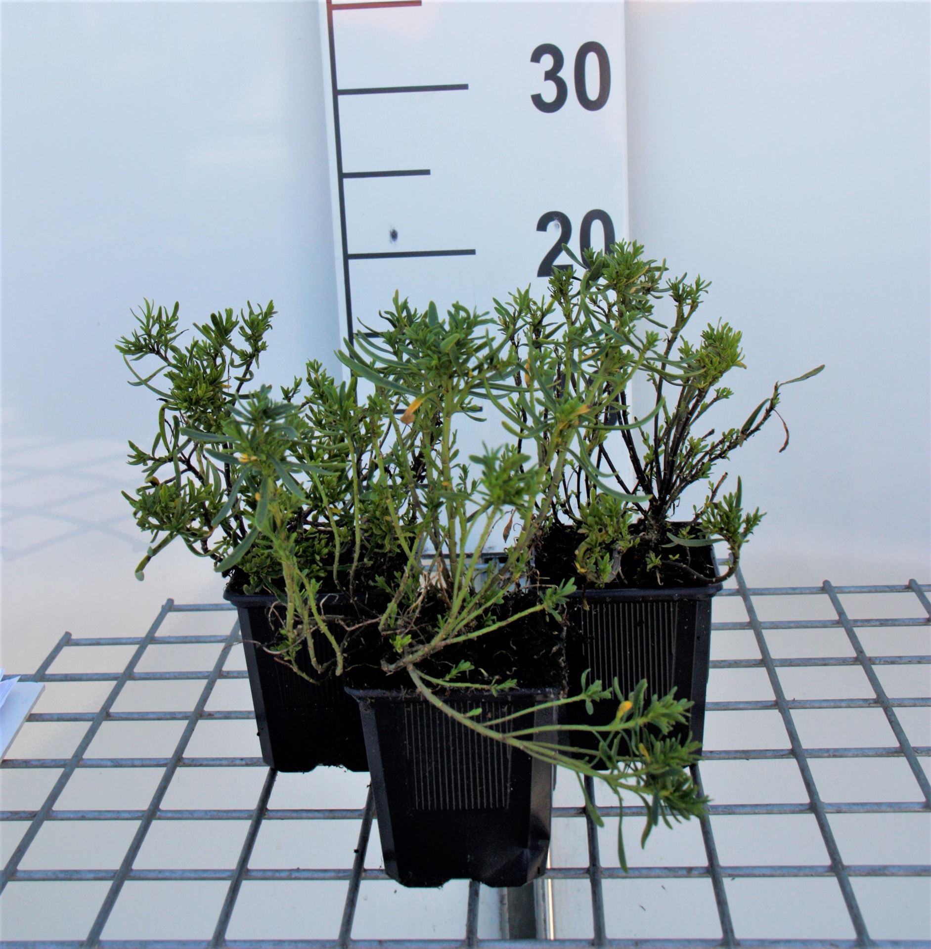Iberis sempervirens'Weisser Zwerg'- pot 9x9 cm - Scheefkelk afbeelding