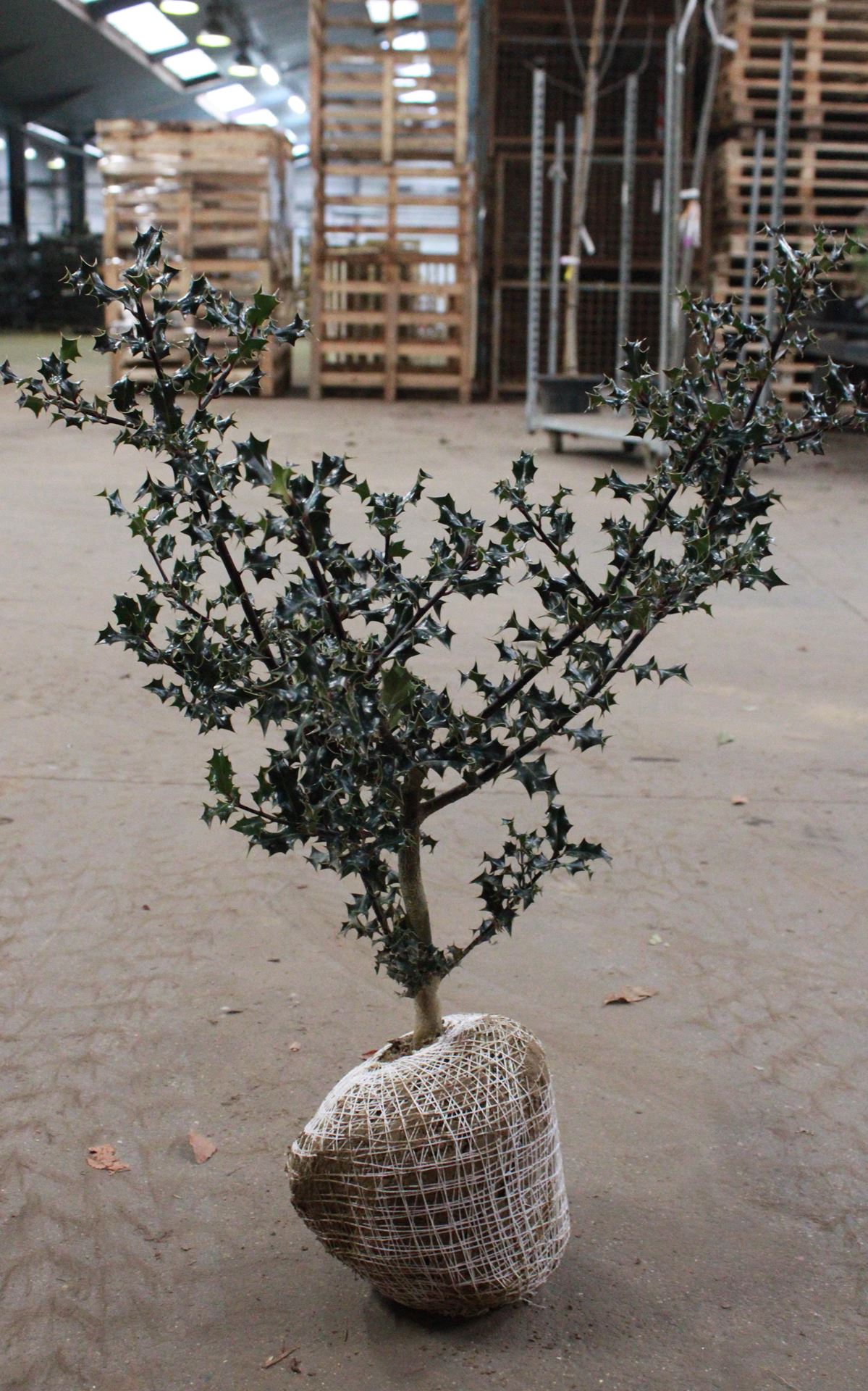Ilex aquifolium - aardekluit - 60-80 cm afbeelding