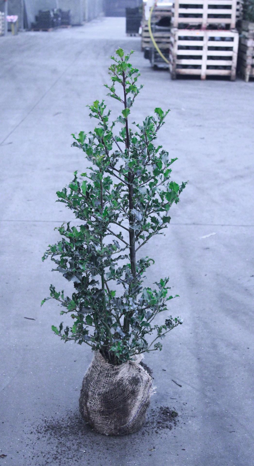 Ilex aquifolium - aardekluit - 80-100 cm afbeelding