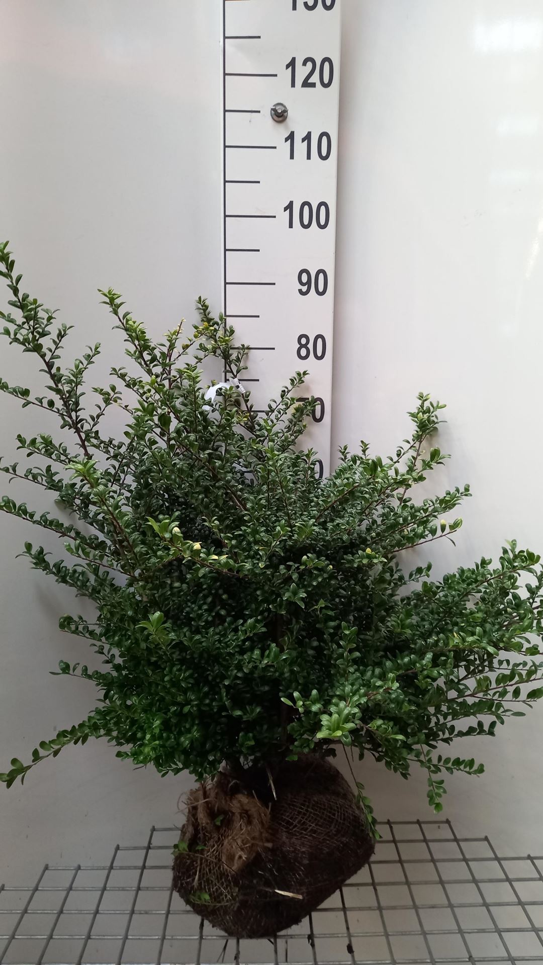 Ilex crenata'Convexa'- aardekluit - 60-80 cm afbeelding