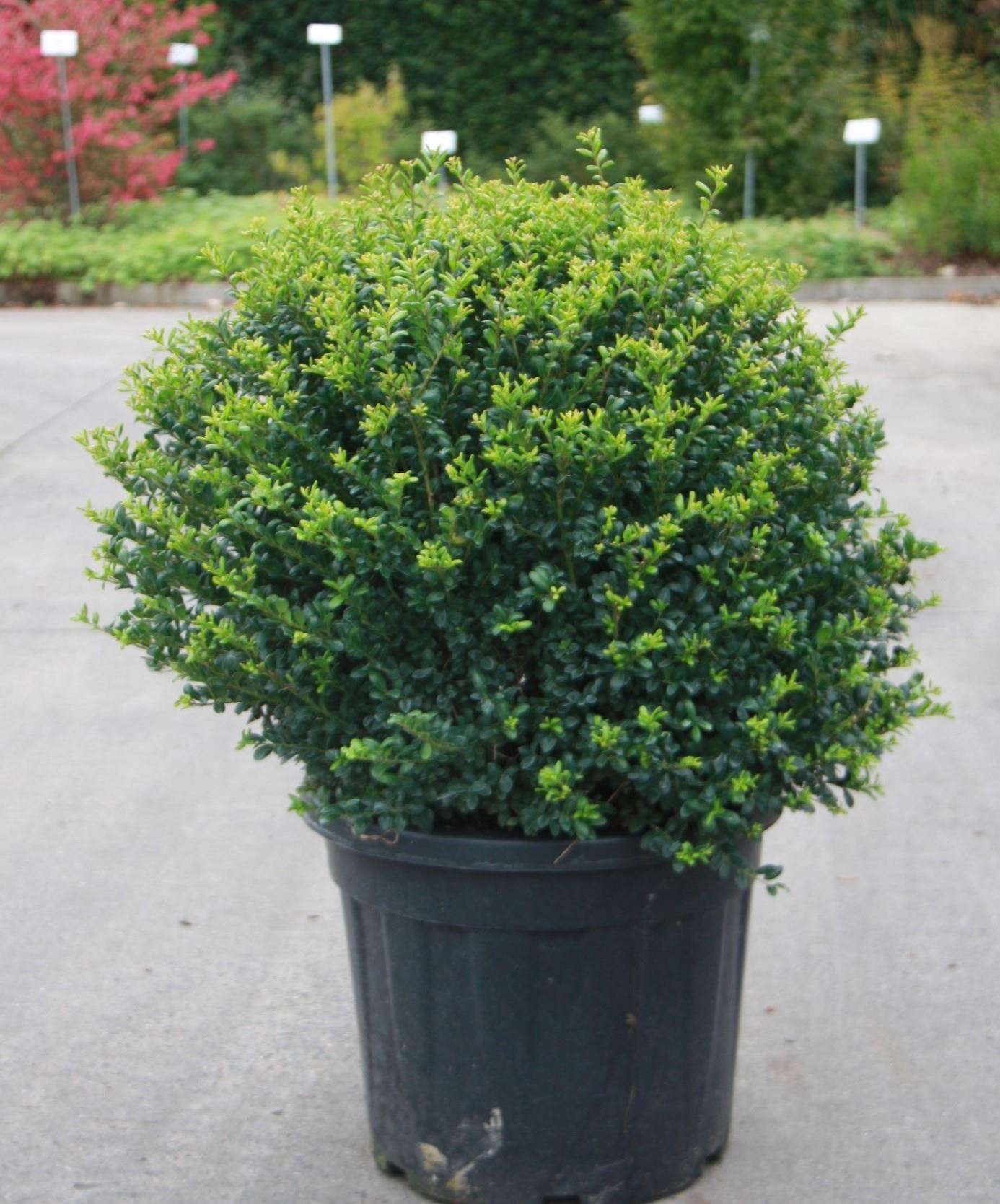 Ilex crenata'Convexa'- pot - bolvorm diameter 70+ cm afbeelding