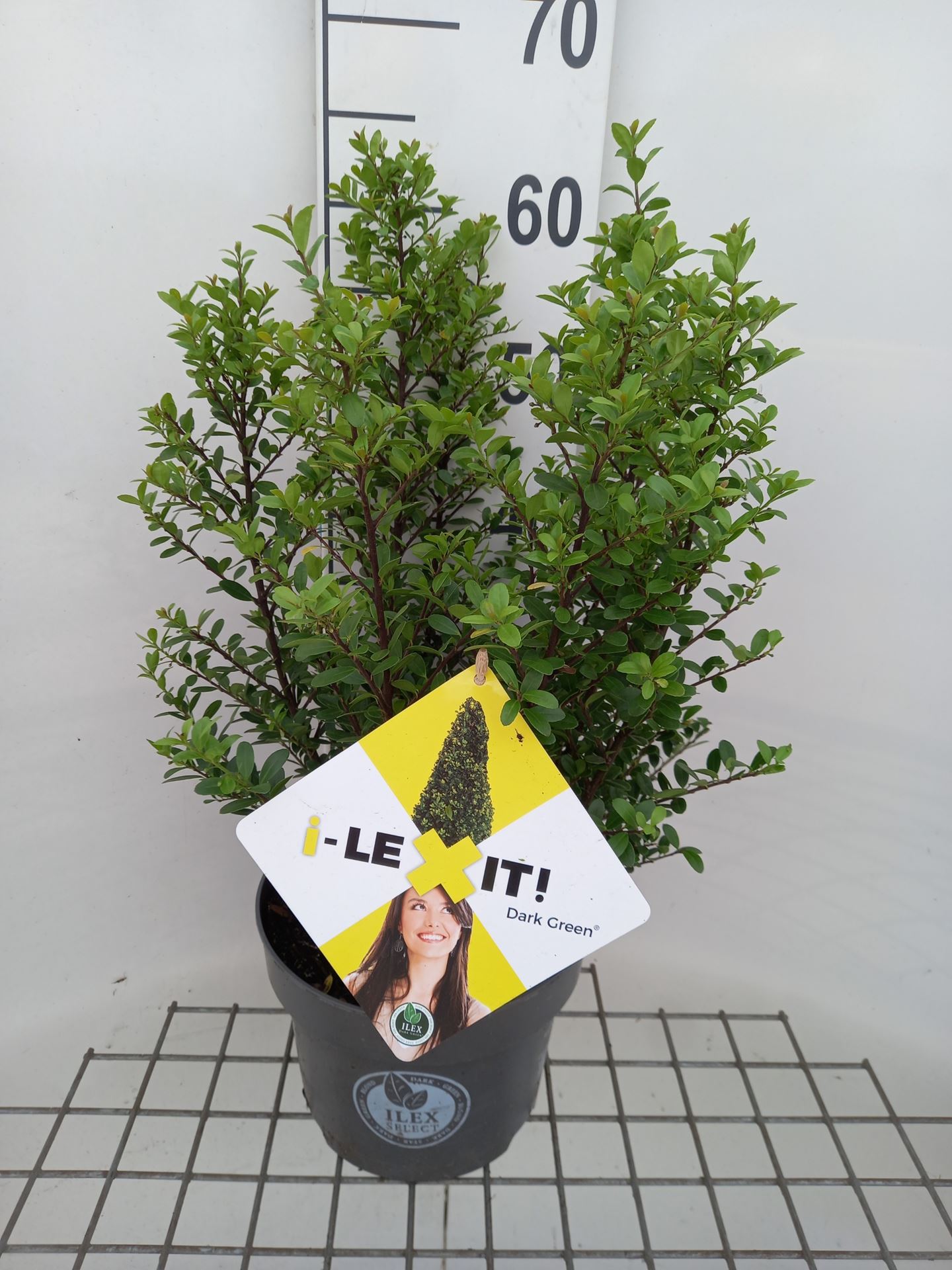 Ilex crenata 'Icoprins11' (Dark Green) - pot 5L - 40-60 cm - struik
