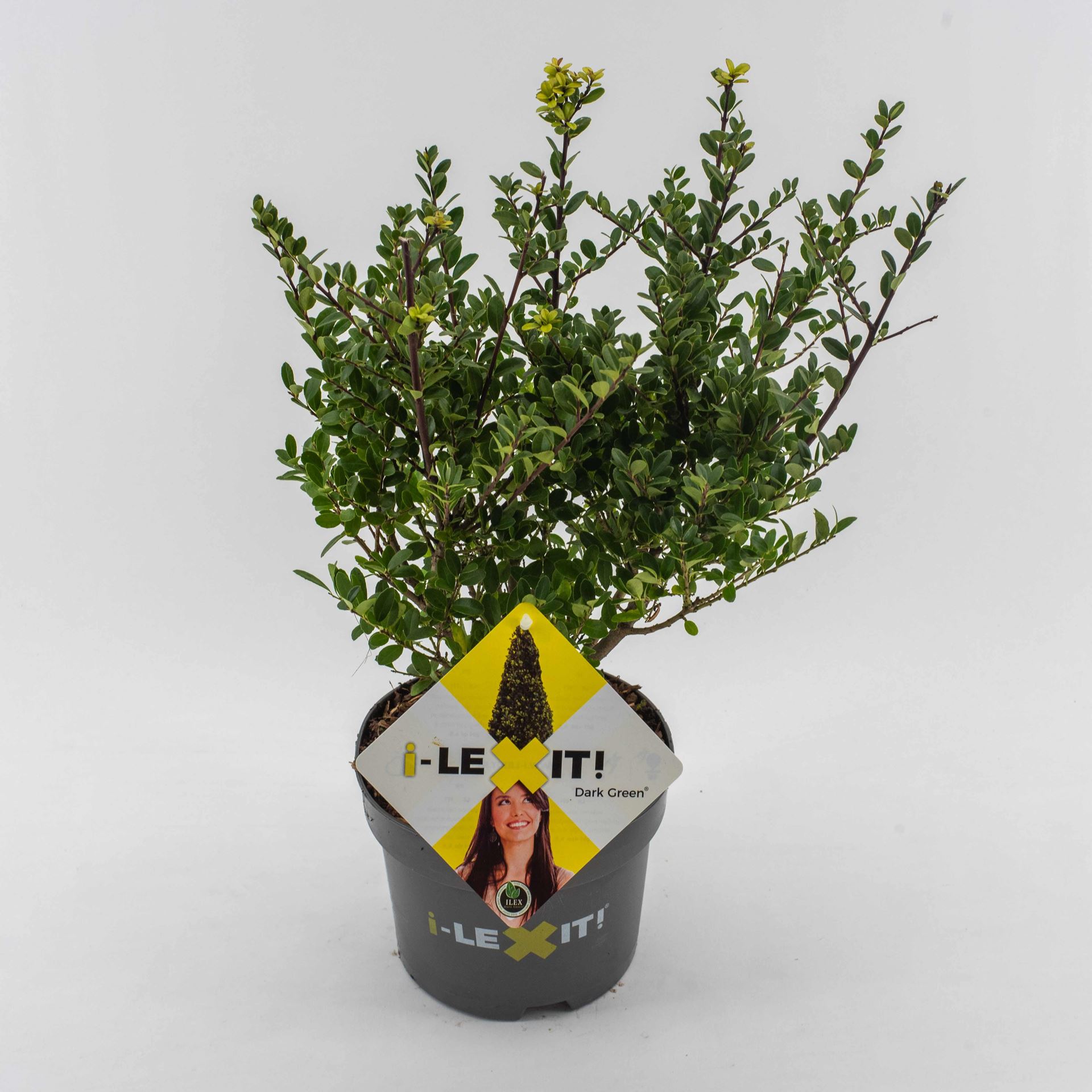 Ilex crenata'Icoprins11'(Dark Green) - pot 2L - 20-25 cm - struik afbeelding