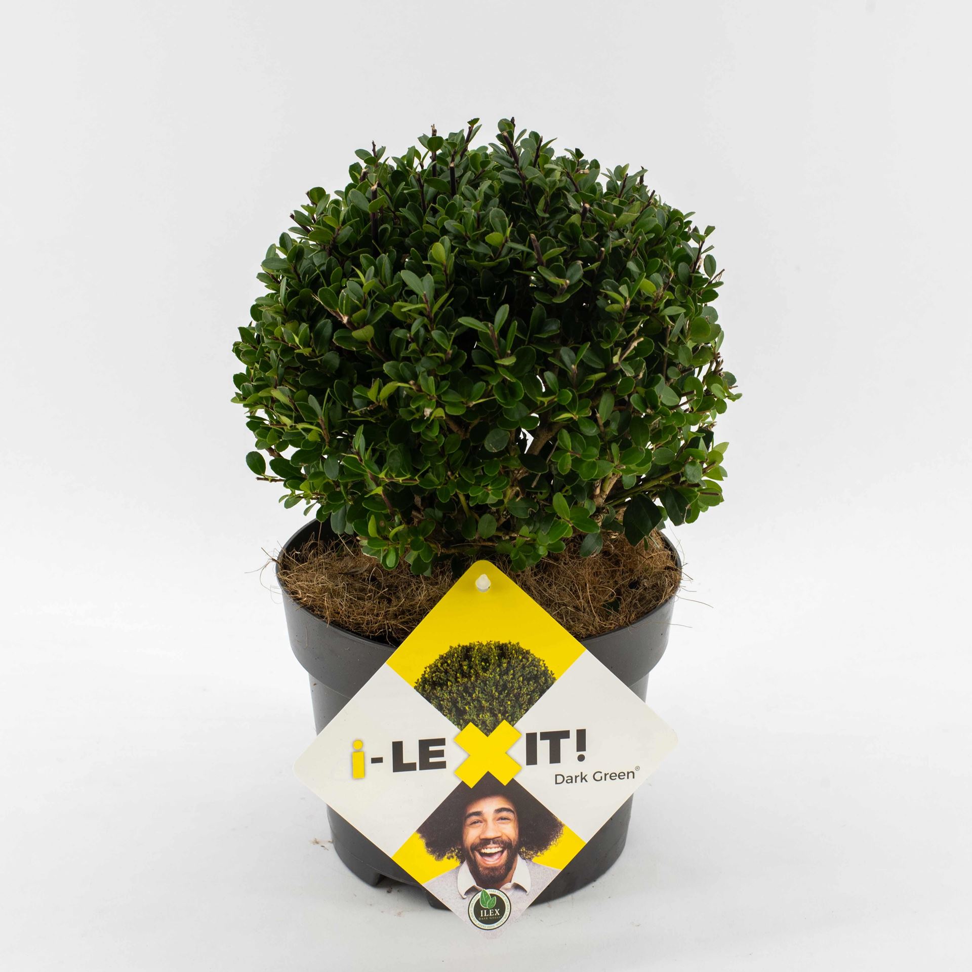 Ilex crenata'Icoprins11'(Dark Green) - pot - bolvorm diameter 15-20 cm afbeelding