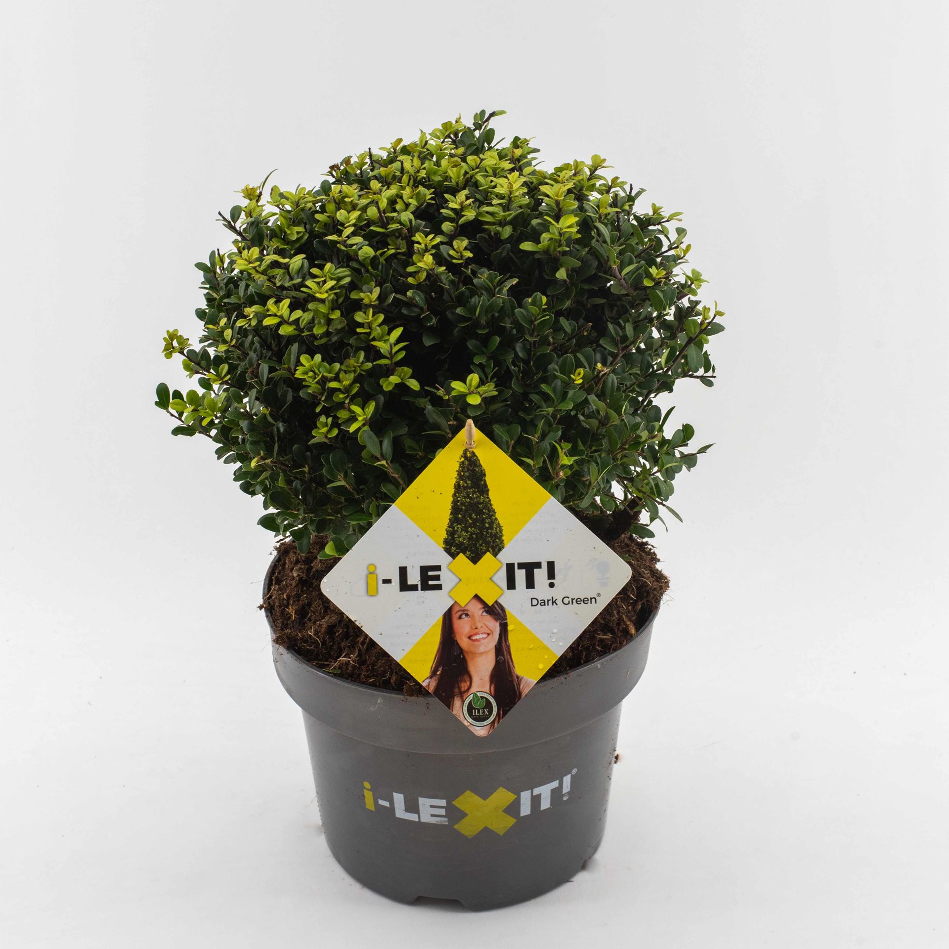 Ilex crenata'Icoprins11'(Dark Green) - pot 5L - bolvorm diameter 25+ cm afbeelding
