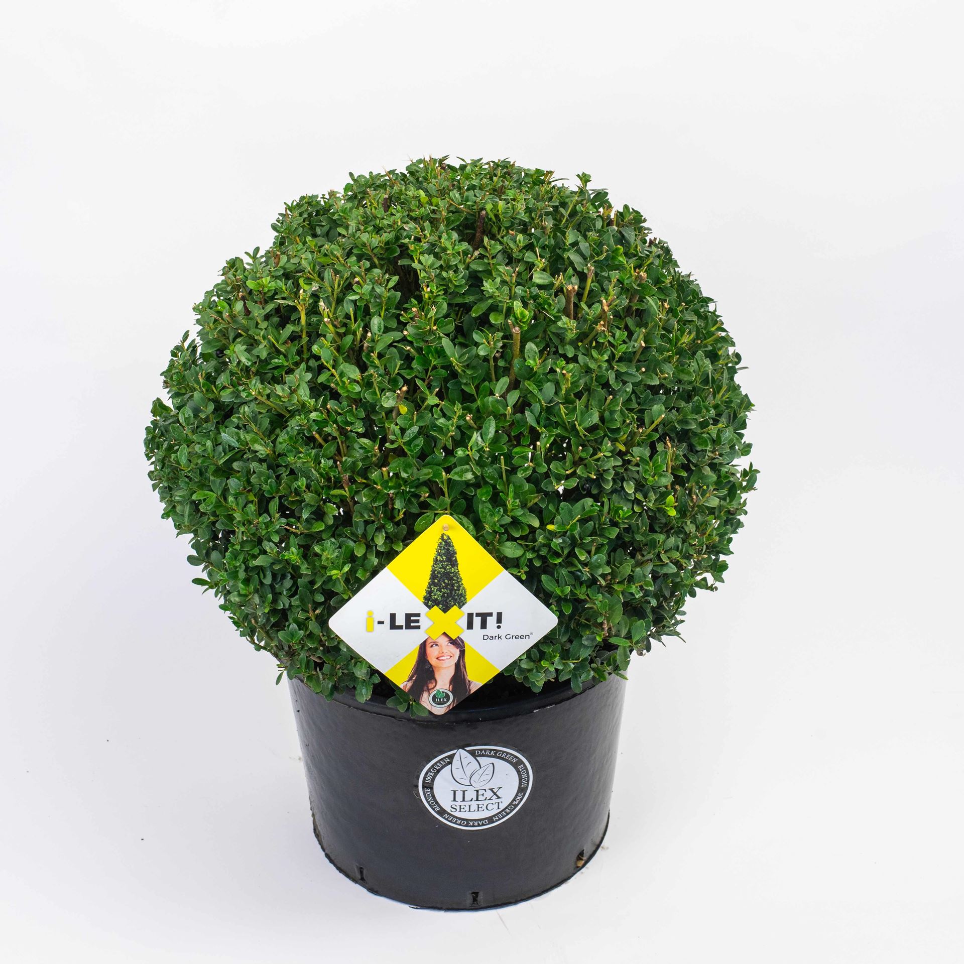 Ilex crenata'Icoprins11'(Dark Green) - pot 25L - bolvorm diameter 50+ cm afbeelding