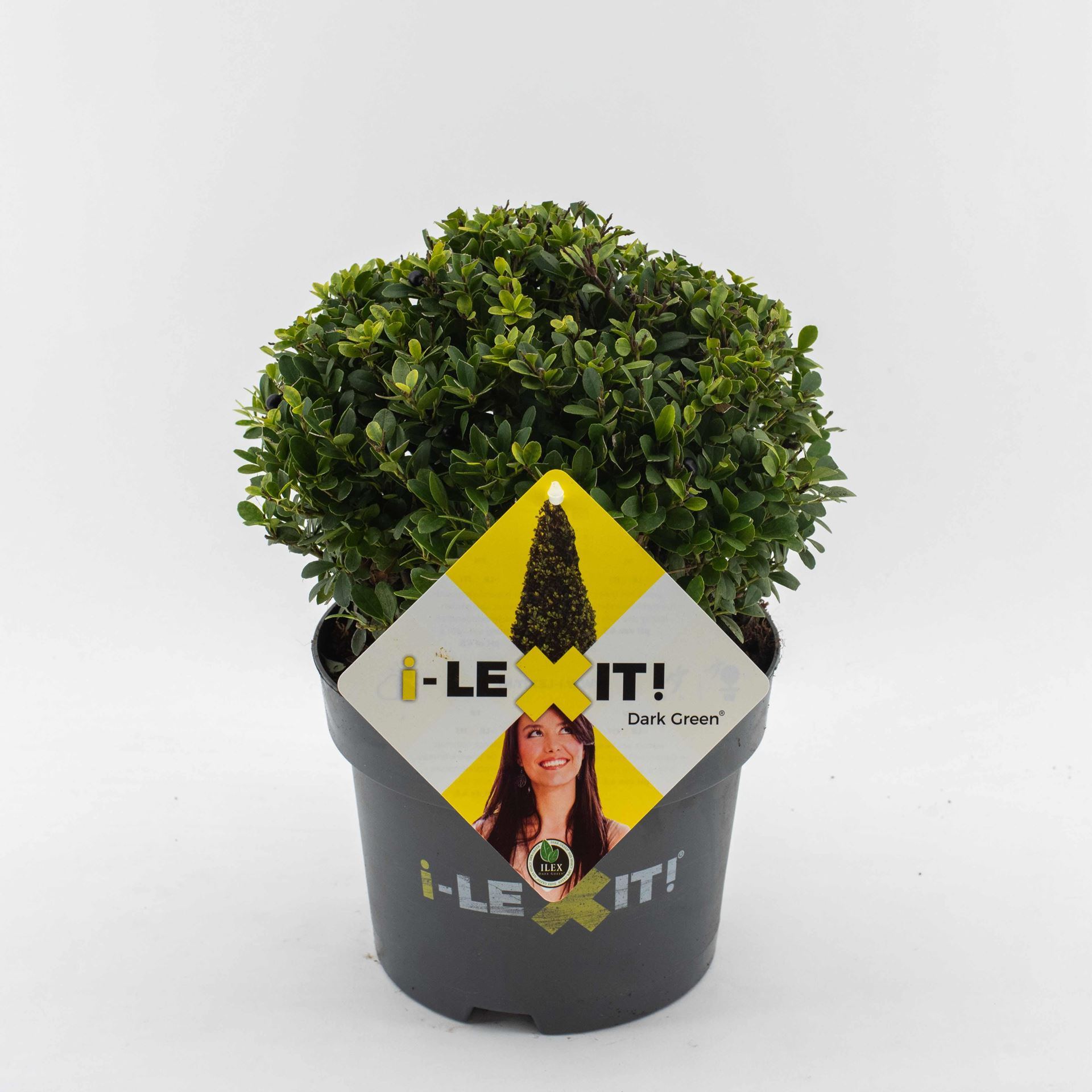 Ilex crenata'Icoprins11'(Dark Green) - pot 3L - bolvorm diameter 20+ cm afbeelding
