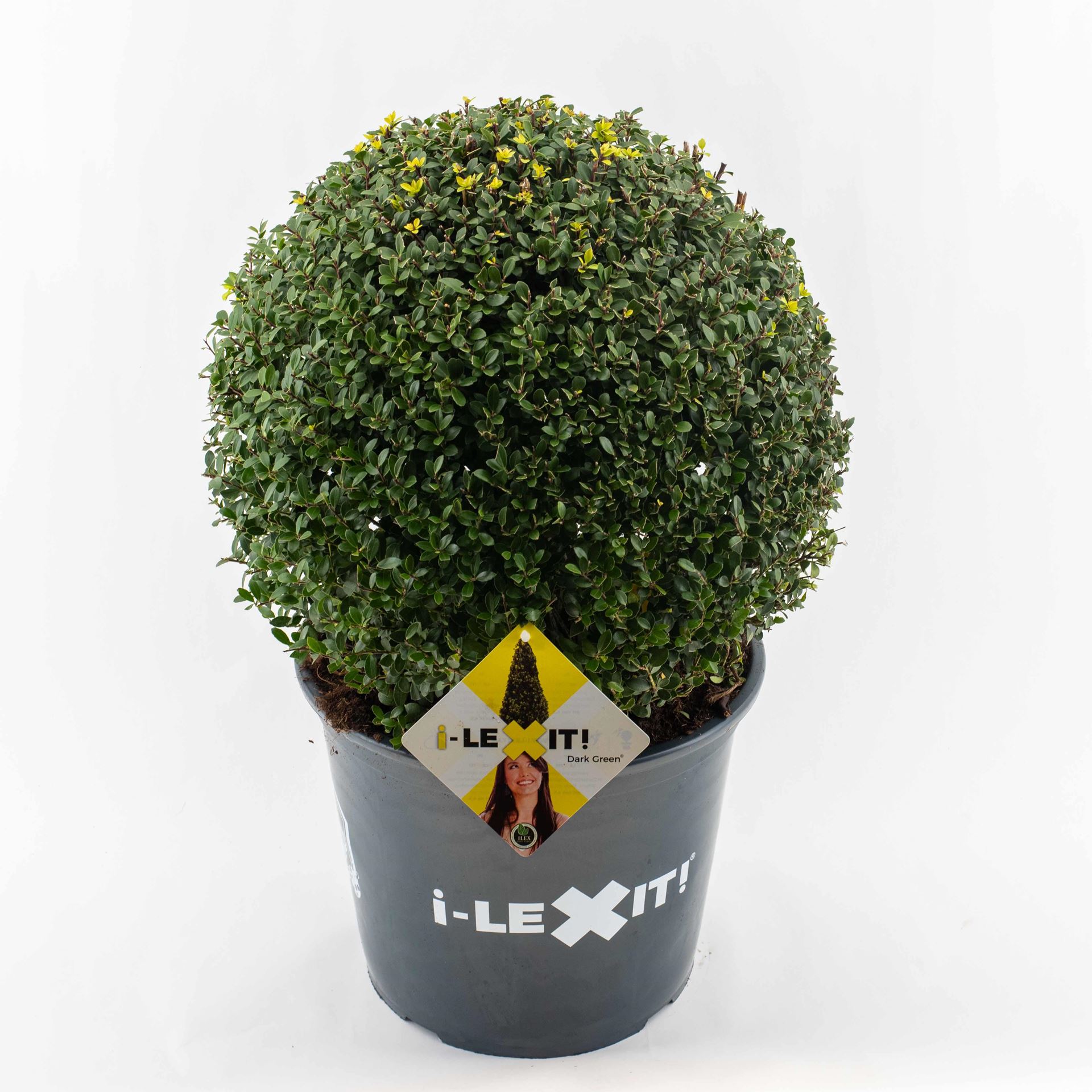 Ilex crenata'Icoprins11'(Dark Green) - pot 15L - bolvorm diameter 40+ cm afbeelding