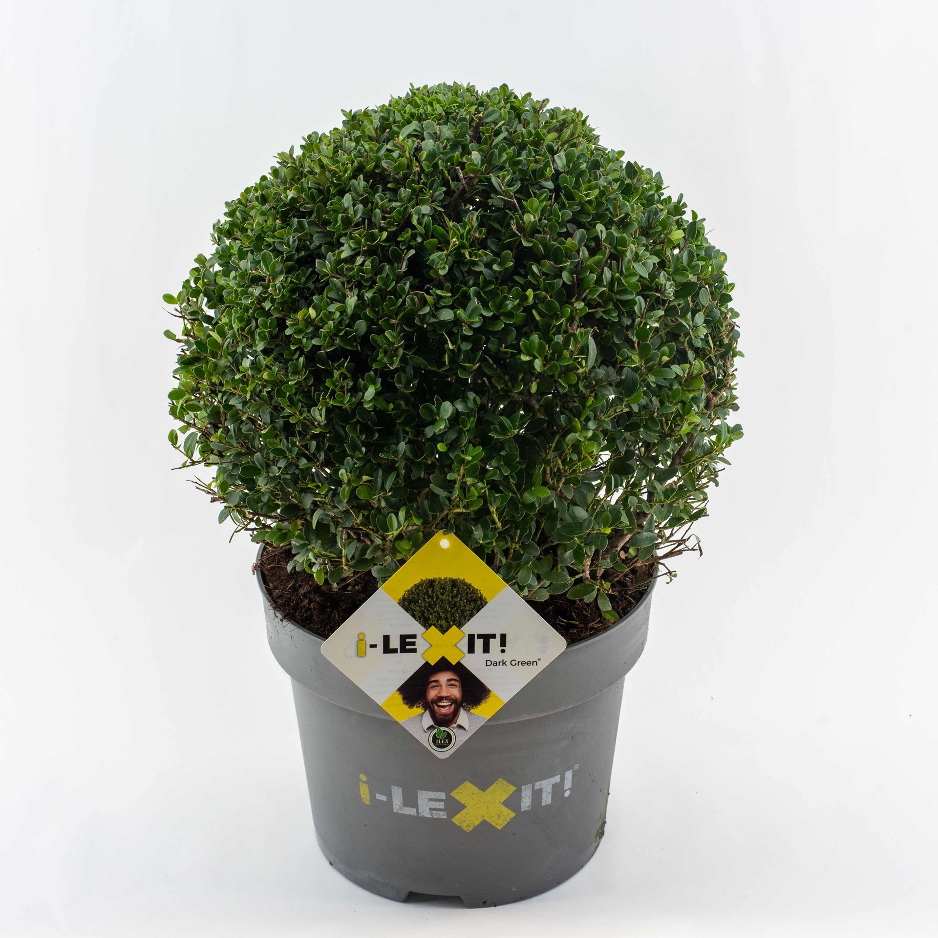 Ilex crenata 'Icoprins11' (Dark Green) - pot 10L - bolvorm diameter 35+ cm
