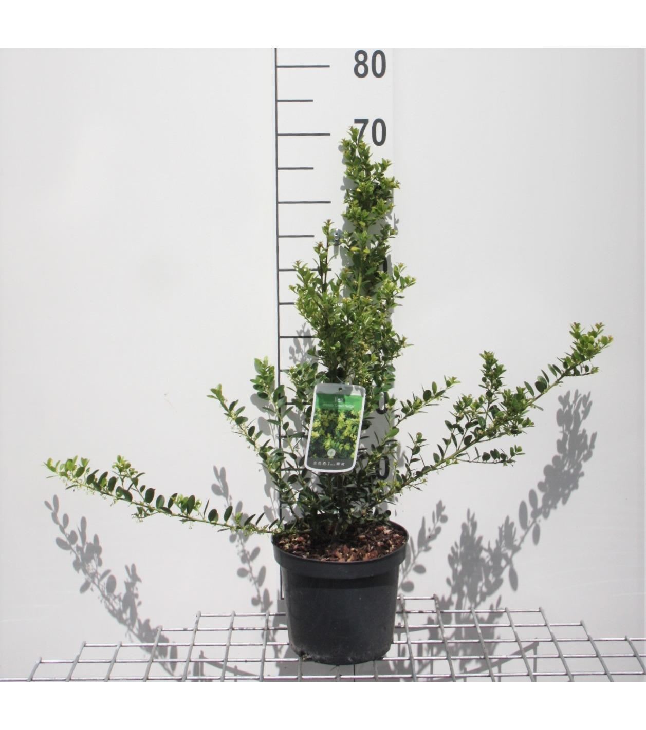 Ilex crenata'Green Hedge'- pot - 30-40 cm afbeelding