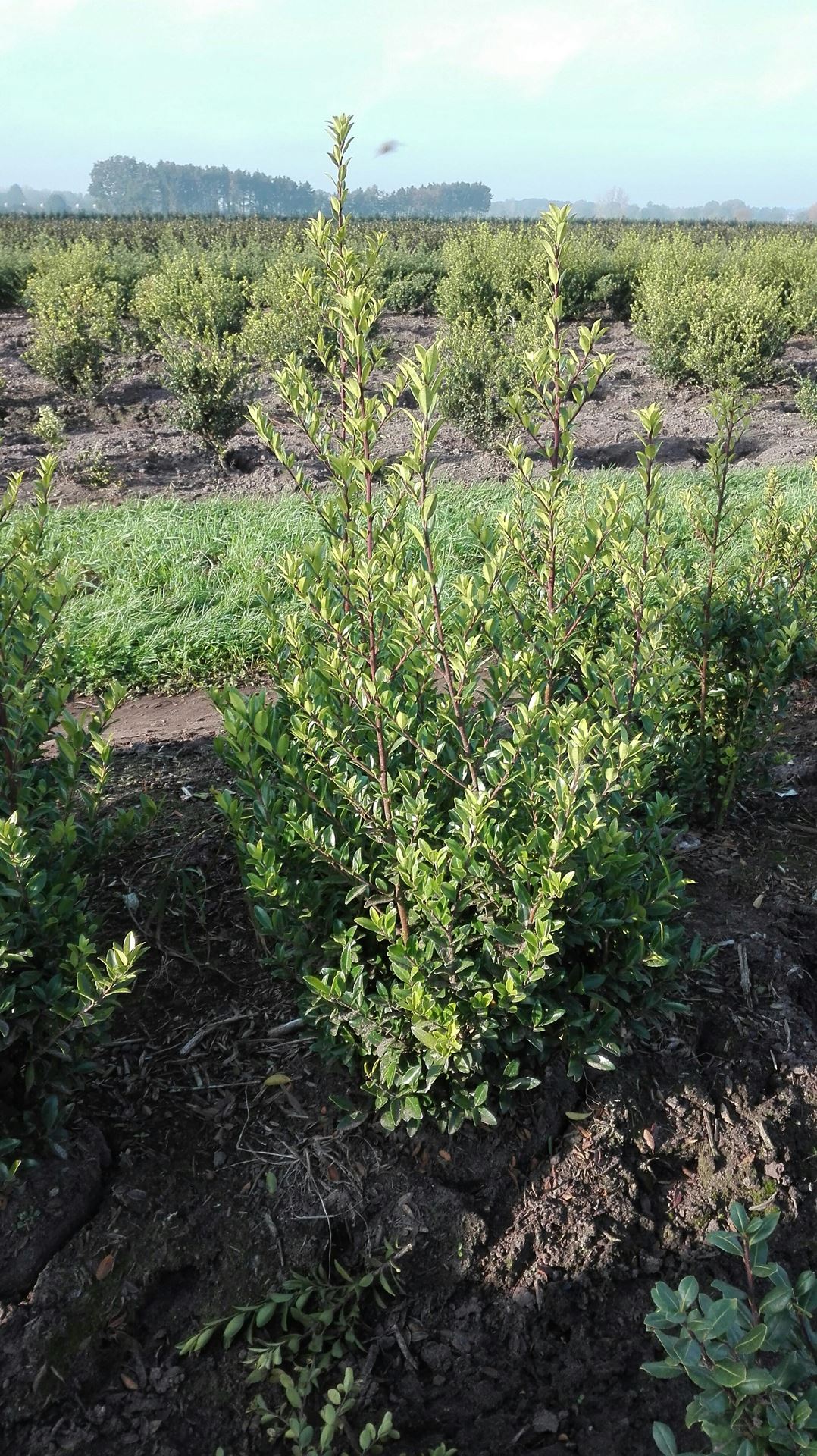 Ilex crenata'Green Hedge'- aardekluit - 60-80 cm afbeelding