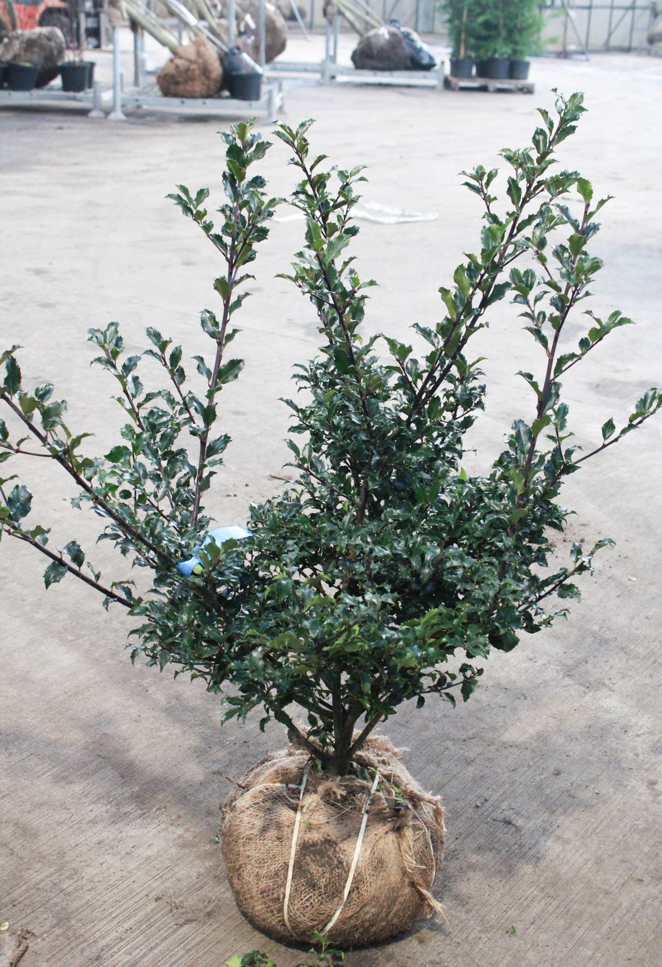 Ilex x meserveae'Blue Princess'- aardekluit - 60-80 cm afbeelding