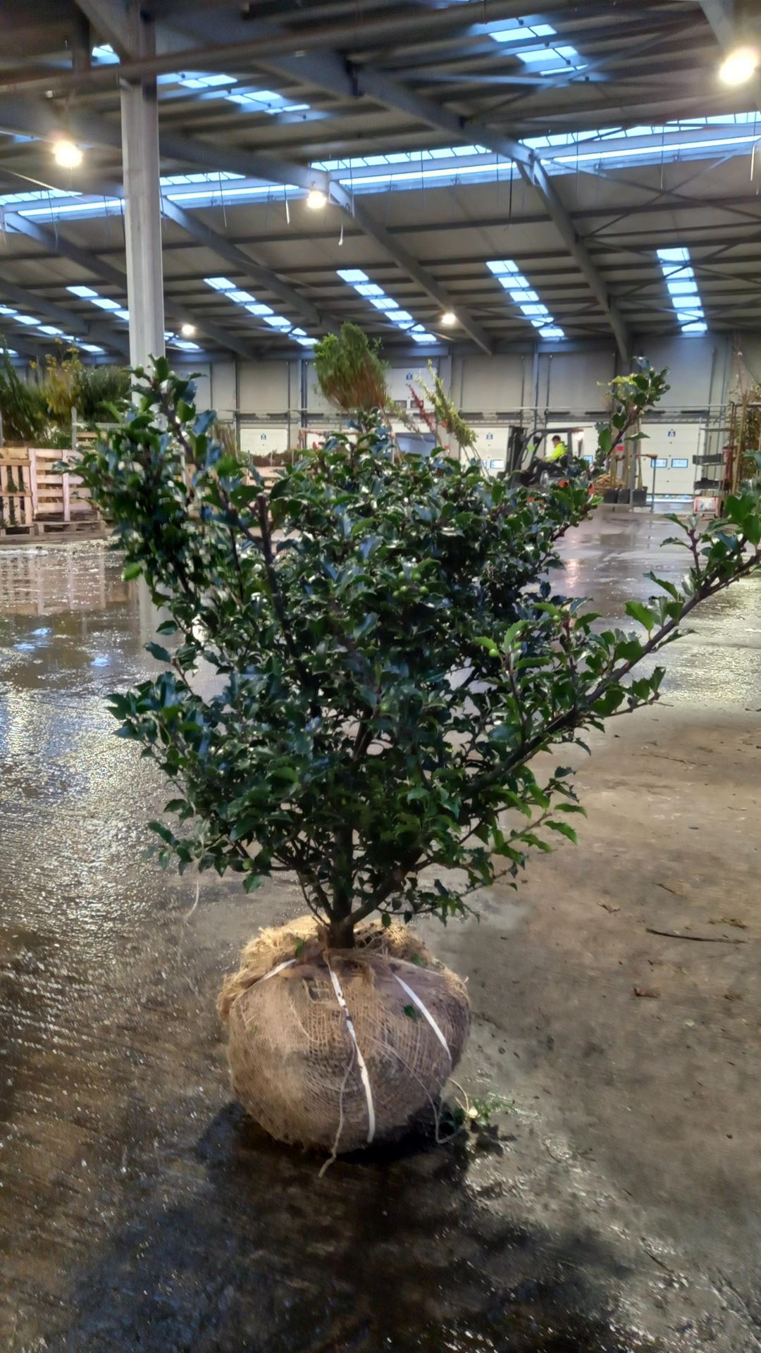 Ilex x meserveae'Blue Princess'- aardekluit - 80-100 cm afbeelding