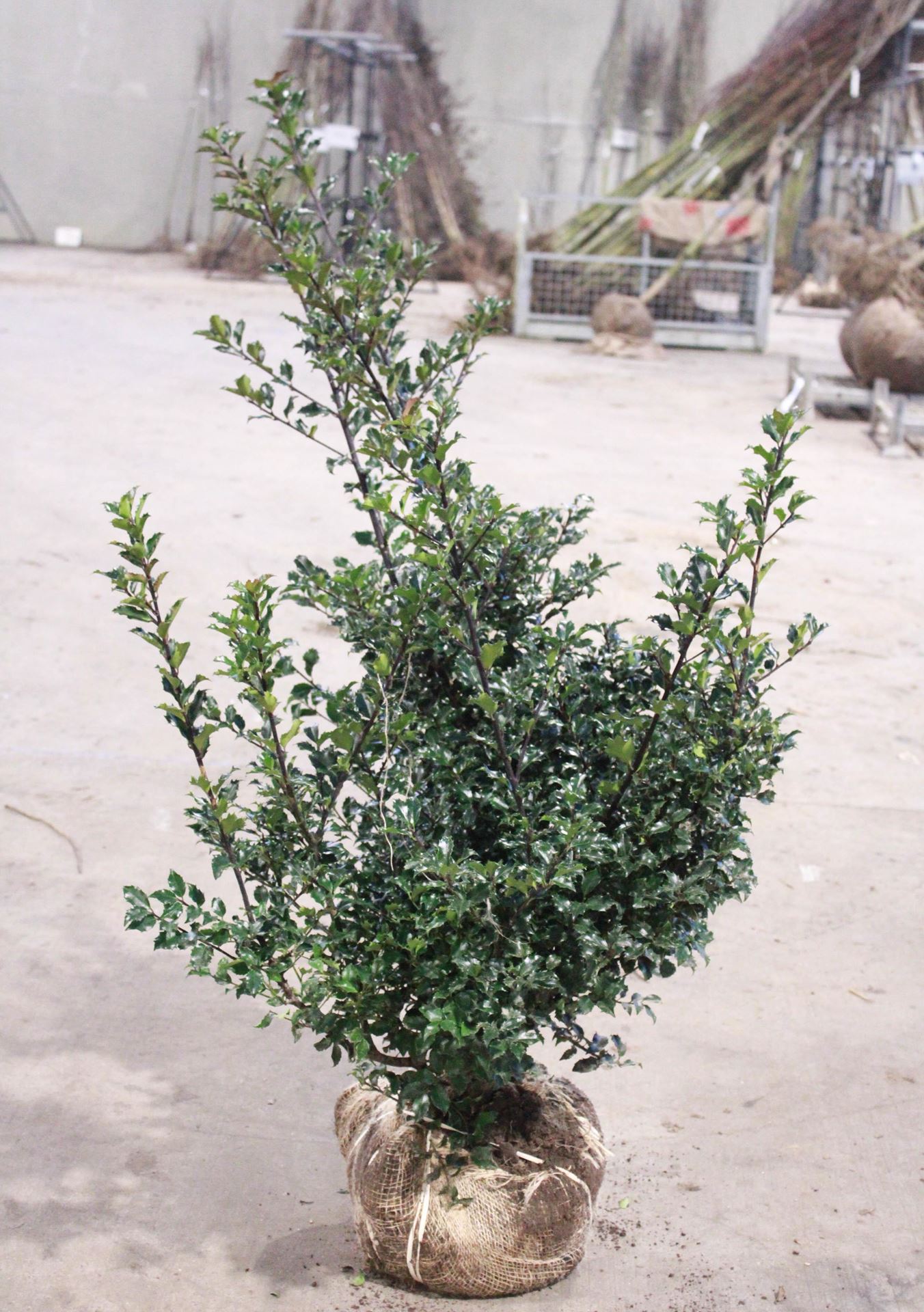 Ilex x meserveae'Blue Princess'- aardekluit - 100-125 cm afbeelding