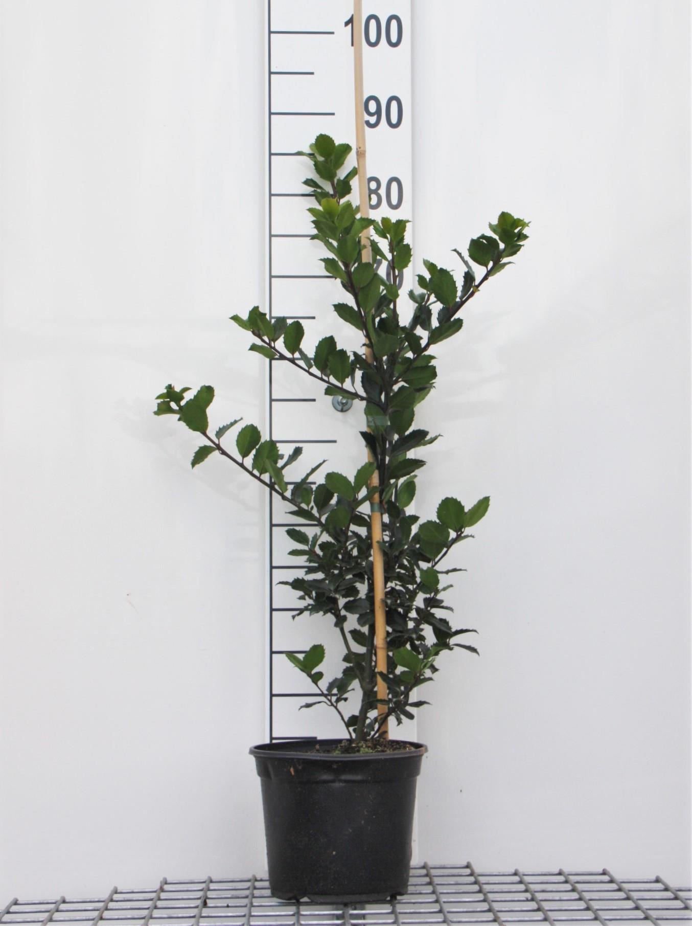 Ilex x meserveae'Blue Princess'- pot - 40-60 cm afbeelding