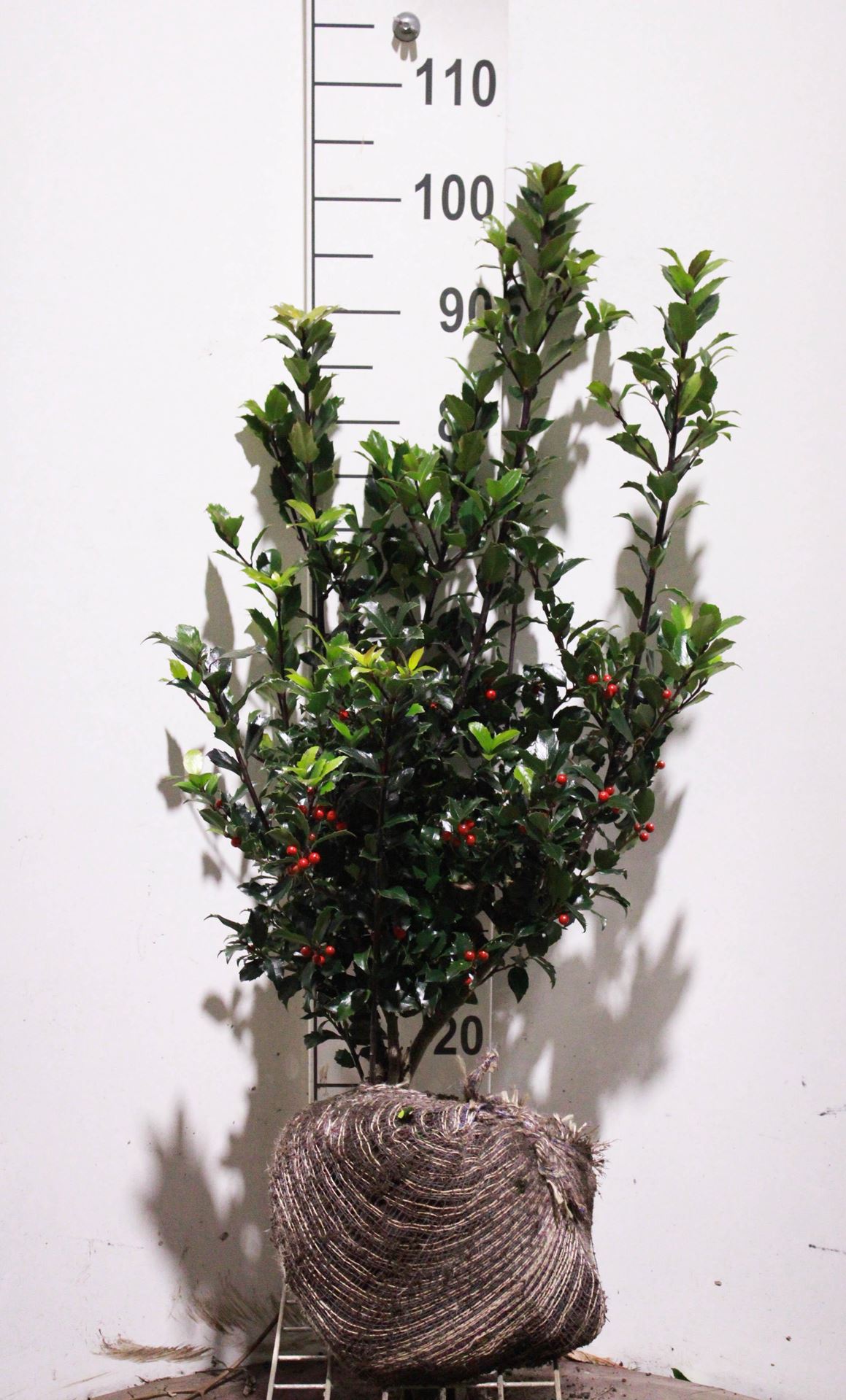 Ilex x meserveae'Mesid'(Blue Maid) - aardekluit - 60-80 cm afbeelding