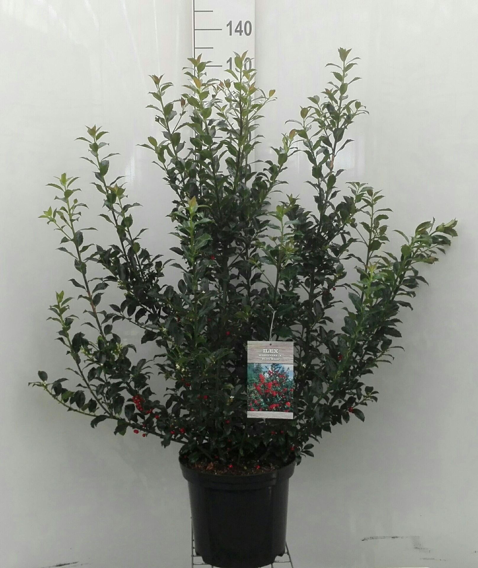 Ilex x meserveae'Mesid'(Blue Maid) - pot 12L - 100-125 cm afbeelding