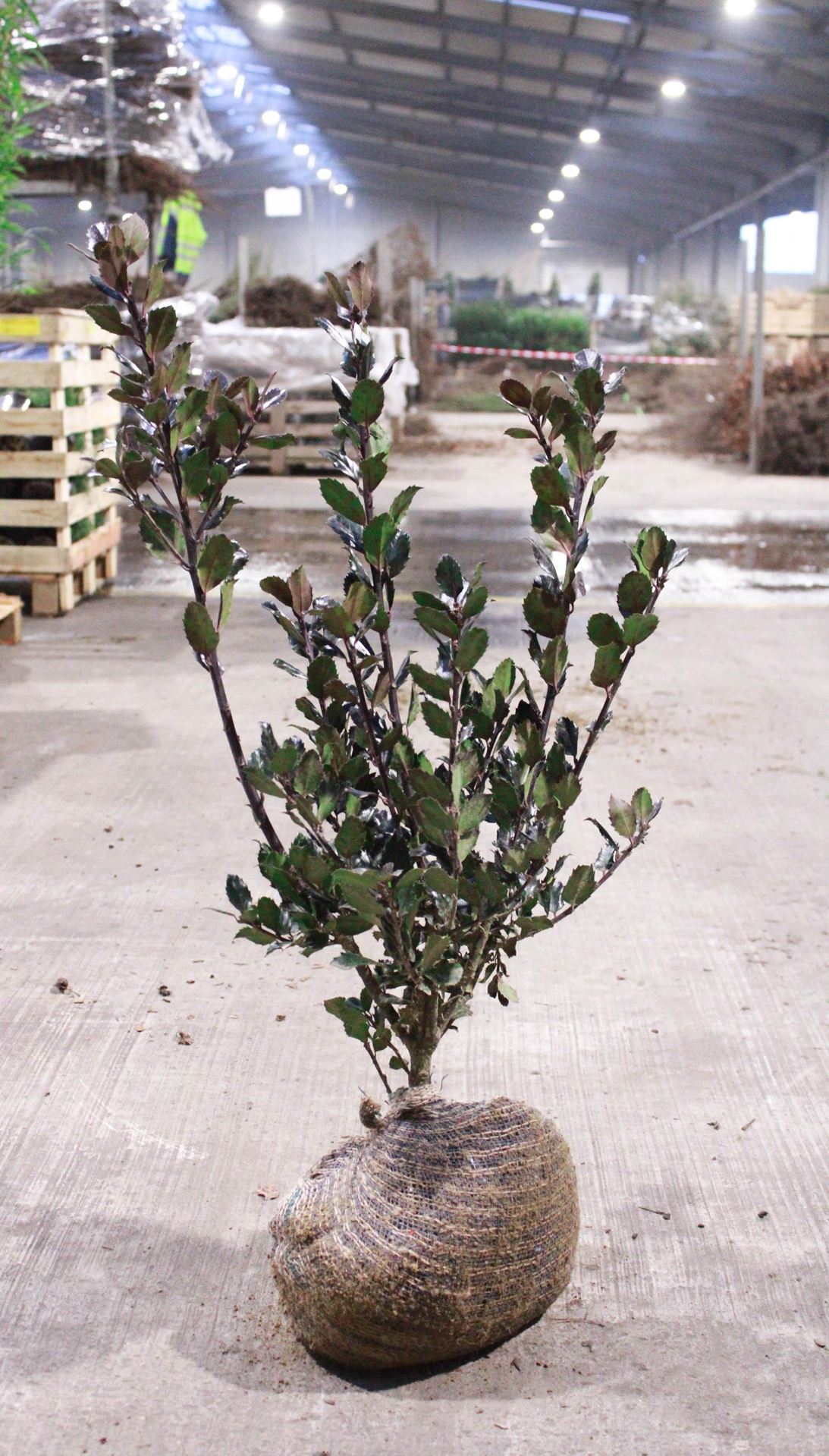 Ilex x meserveae'Blue Prince'- aardekluit - 60-80 cm afbeelding