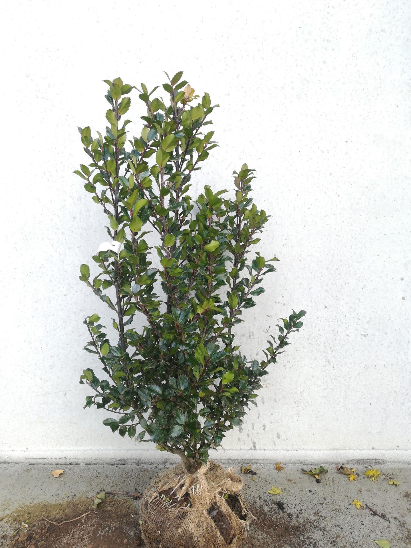 Ilex x meserveae'Blue Prince'- aardekluit - 80-100 cm afbeelding