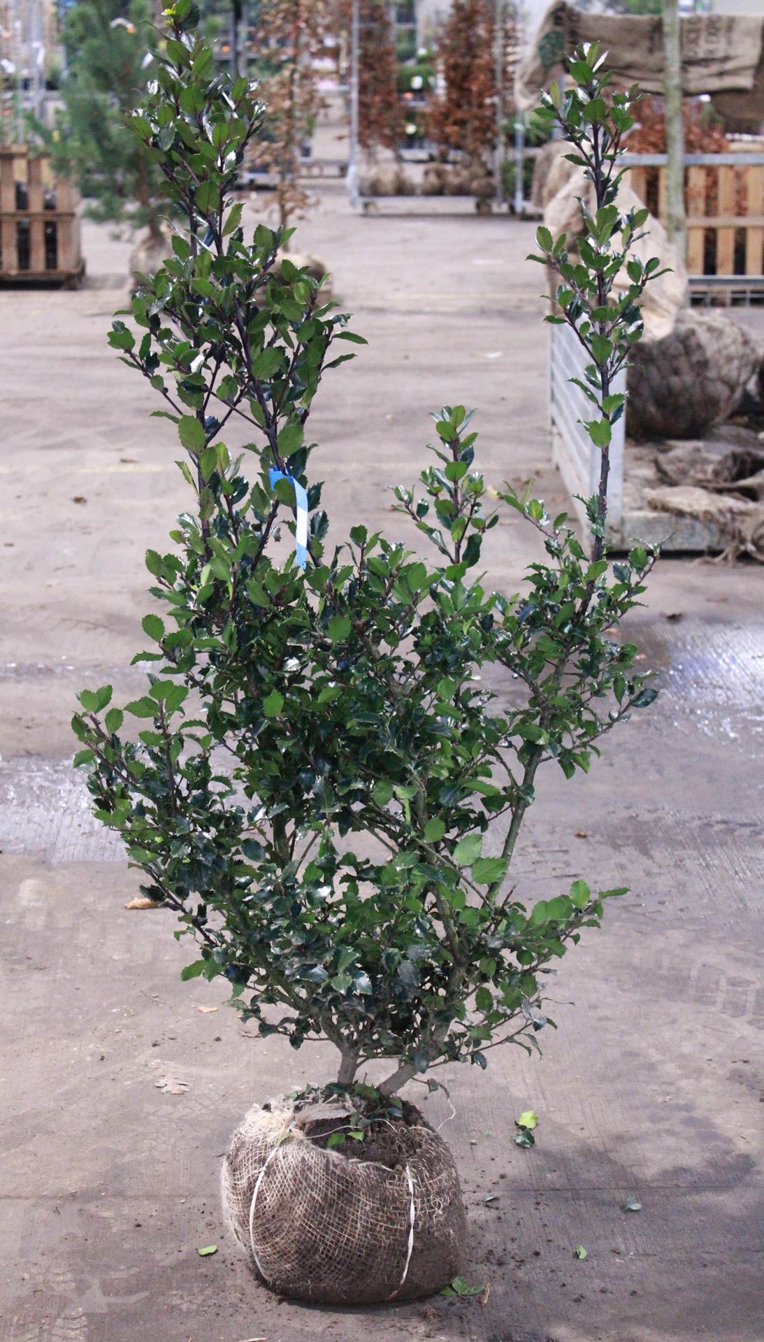 Ilex x meserveae'Blue Prince'- aardekluit - 100-125 cm afbeelding