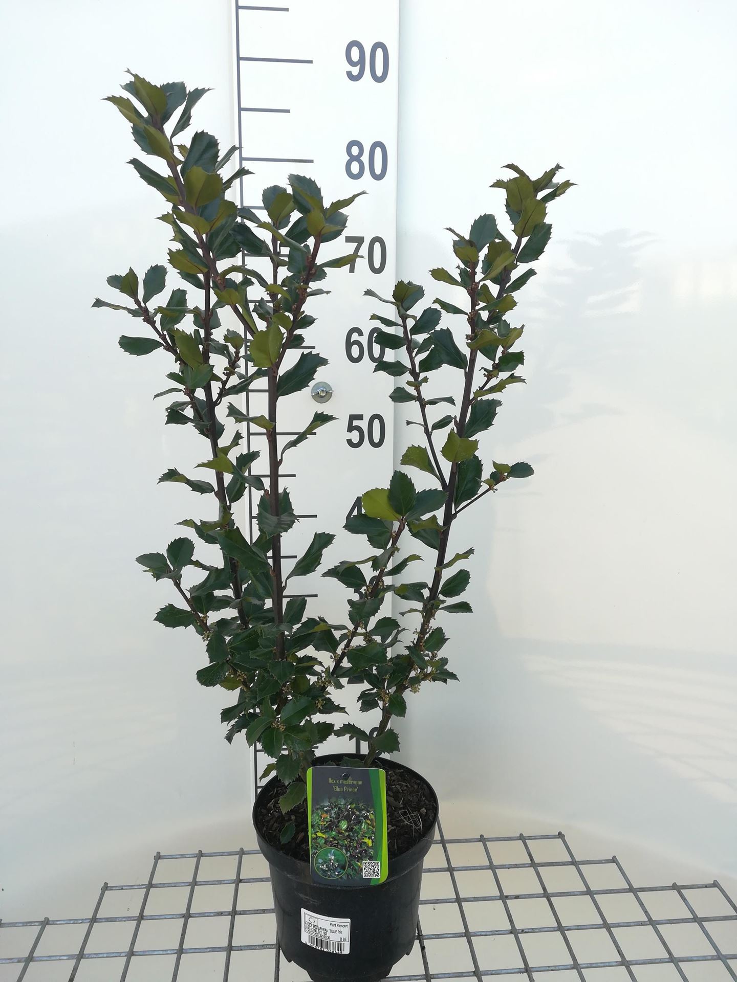 Ilex x meserveae'Blue Prince'- pot - 40-60 cm - Amerikaanse hulst afbeelding